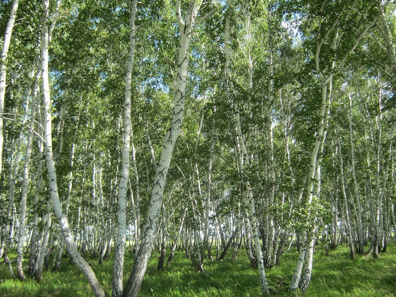 yaz manzara ahşap huş ağacı doğa yaprak ağaç şube çevre flora park yemyeşil güzel hava ülke sezon sahne gövde kırsal koru ağaç kabuğu