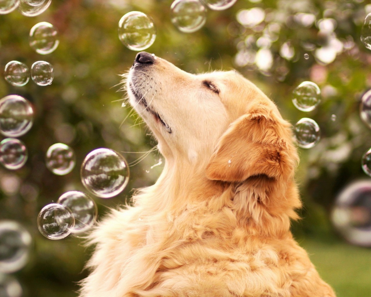 köpekler köpek hayvan evde beslenen hayvan sevimli portre doğa kürk köpek eğitmeni memeli köpek yavrusu geri almak çimen küçük sevimli yerli golden retriever genç cins tarama komik