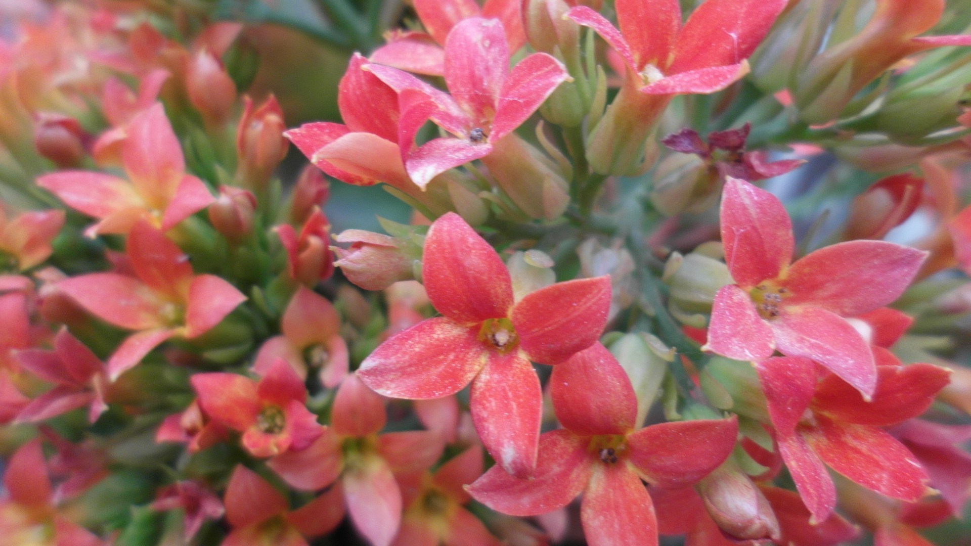 çiçekler doğa çiçek flora bahçe çiçek çalı yaz çiçek açan yaprak petal renk yakın çekim park botanik parlak açık havada alan büyüme şube