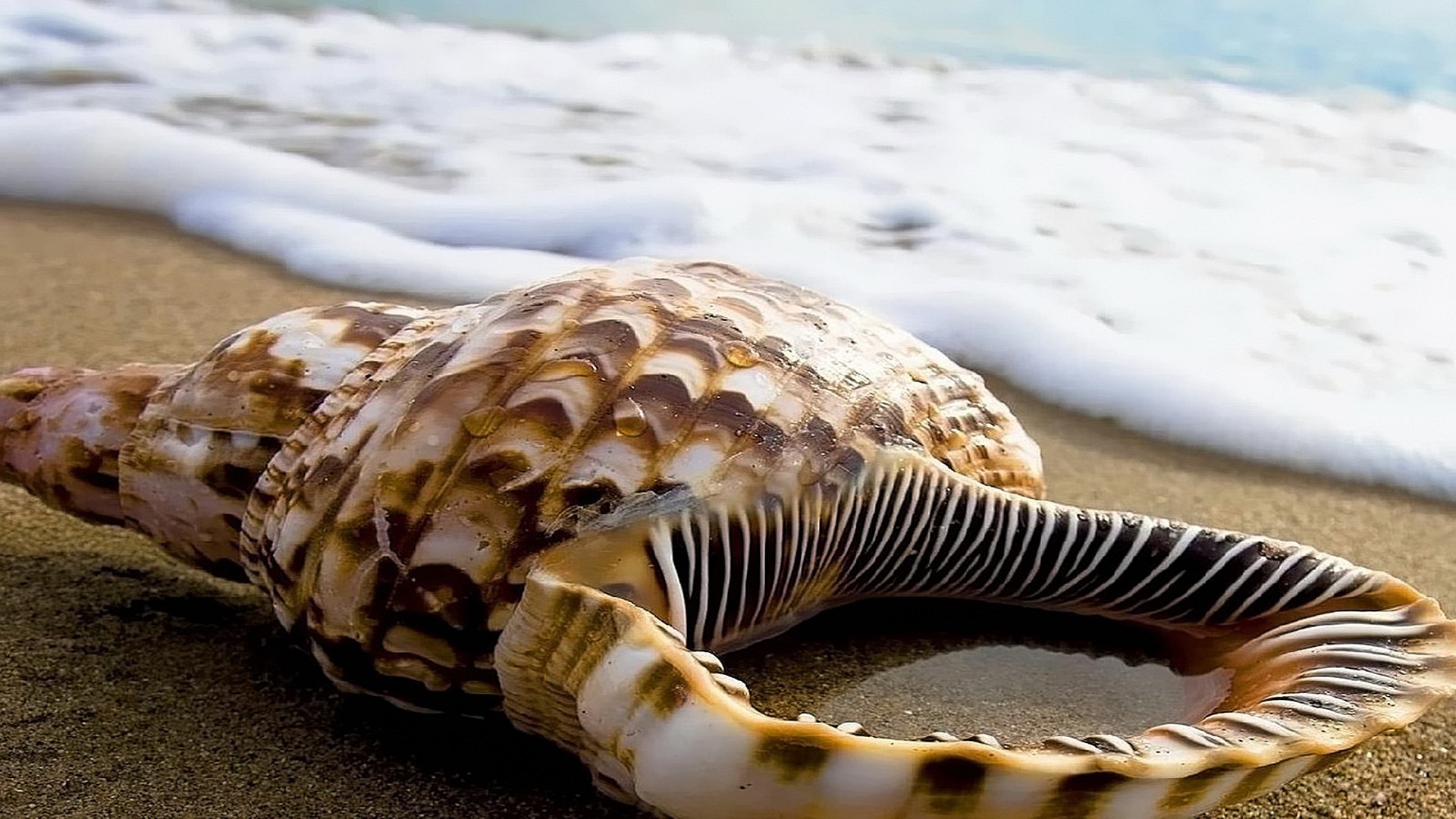 okyanusların ve nehirlerin sakinleri plaj doğa deniz deniz kum okyanus su tropikal kabuk deniz kabukları