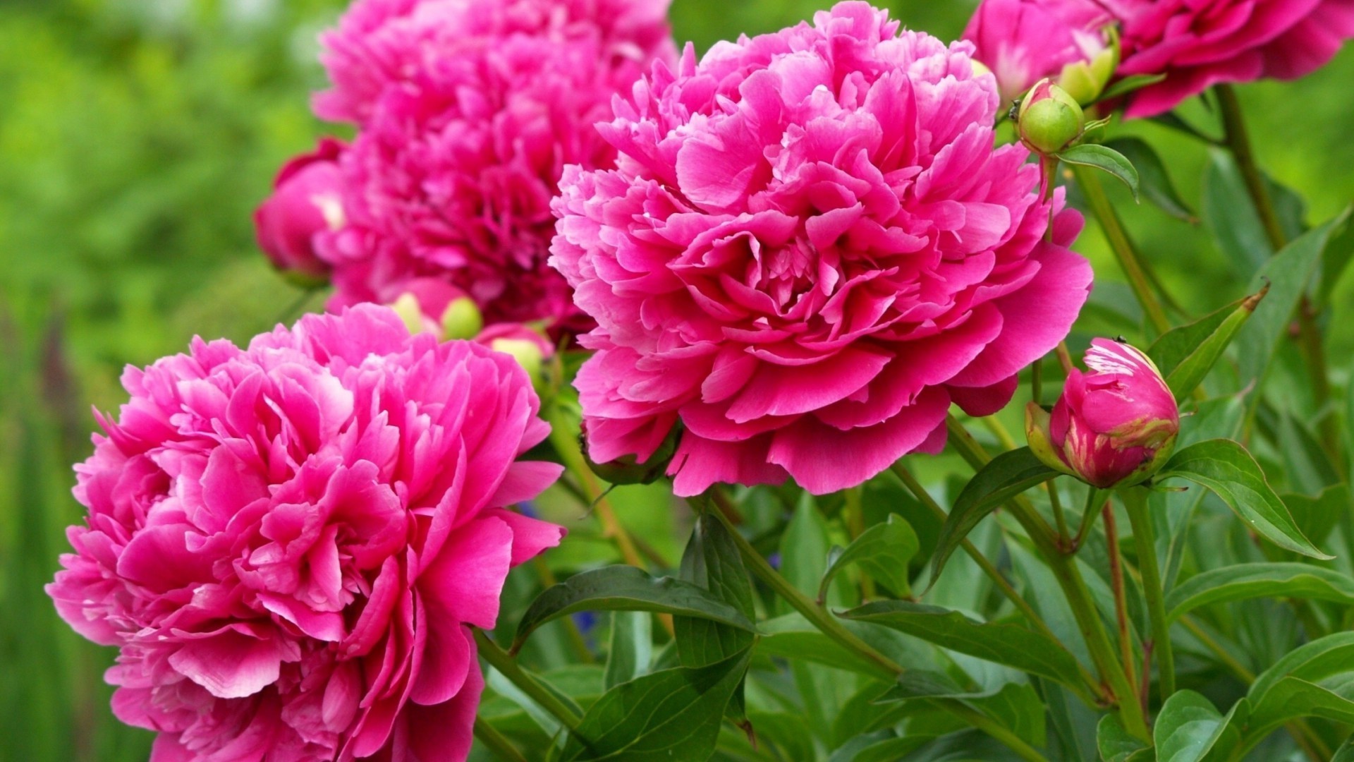 çiçekler çiçek doğa flora bahçe yaprak çiçeklenme yaz çiçek taçyaprağı renk parlak şakayık güzel buket gül dekorasyon aşk kafa