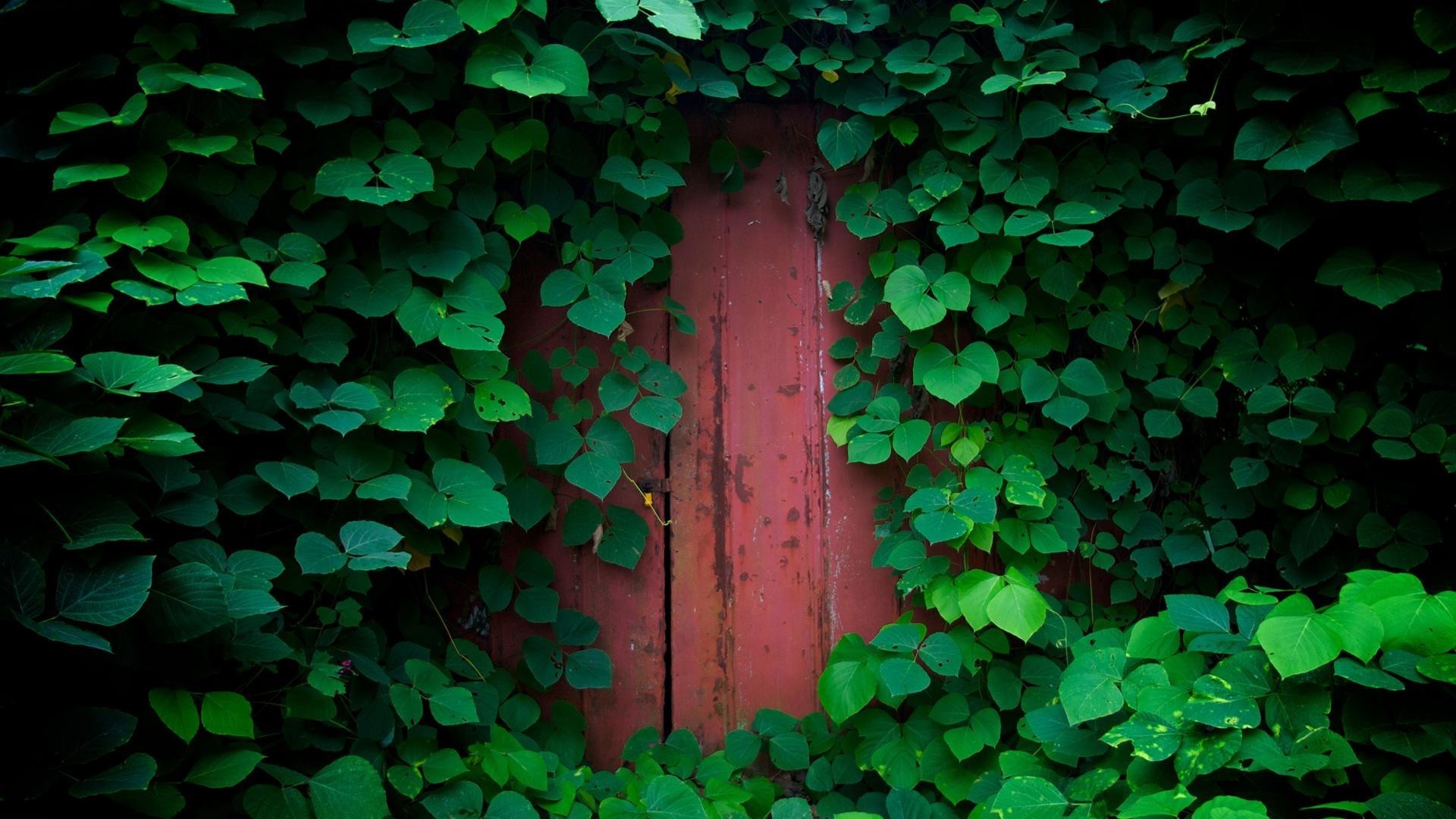 yaprak ıvy masaüstü soyut doku bahçe duvar yonca doğa büyüme flora ahşap iyi şanslar desen