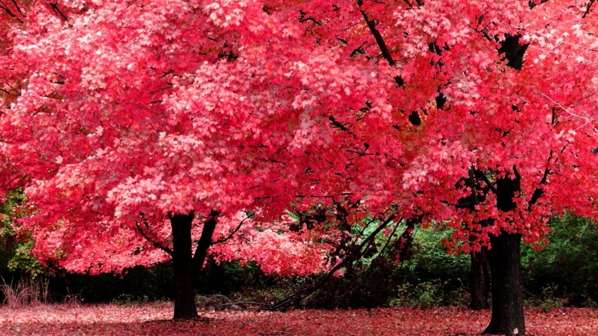 ağaçlar yaprak doğa ağaç açık havada sezon park sonbahar flora parlak bahçe şube çiçek renk büyüme