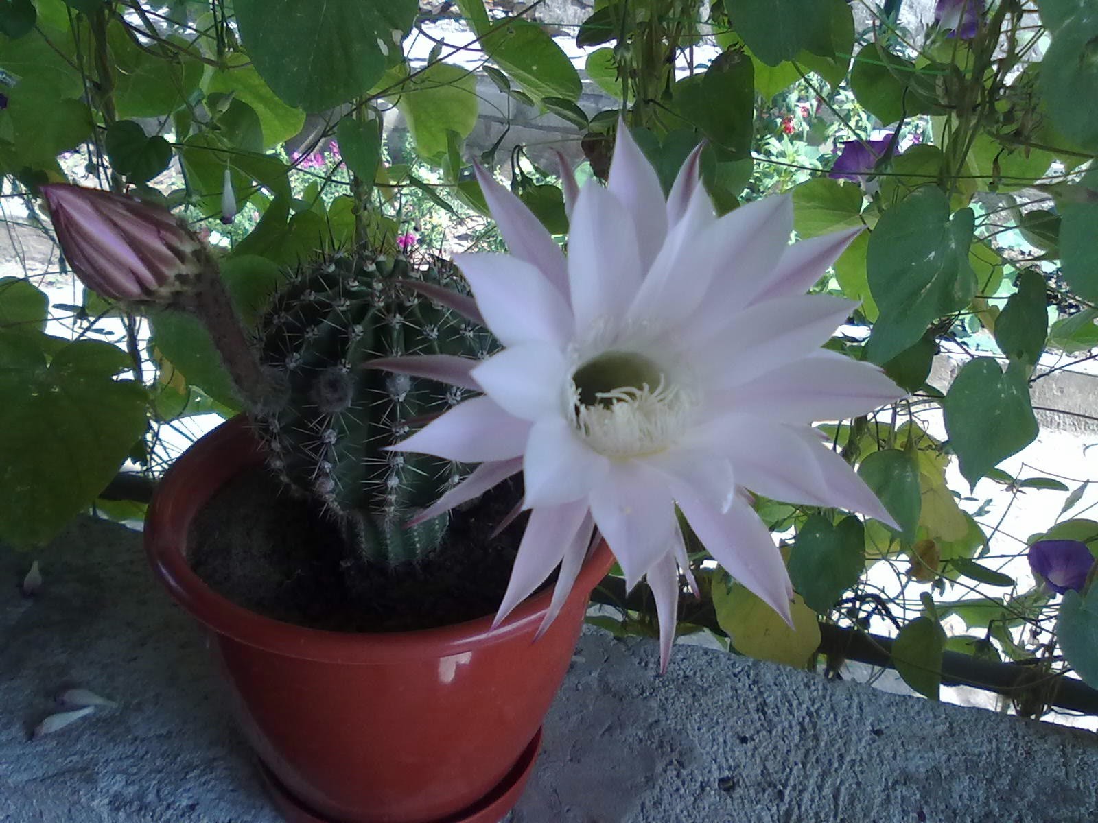 çiçekler çiçek yaprak flora doğa bahçe yaz ağaç büyüme açık havada parlak renk ortamlar güzel
