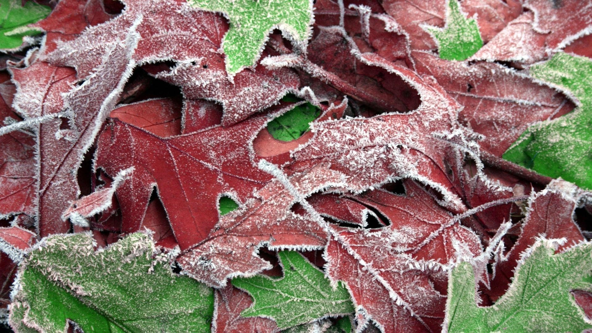 dokular yaprak doğa desen masaüstü flora ağaç sonbahar yakın çekim renk frost sezon yatay soyut kış dekorasyon