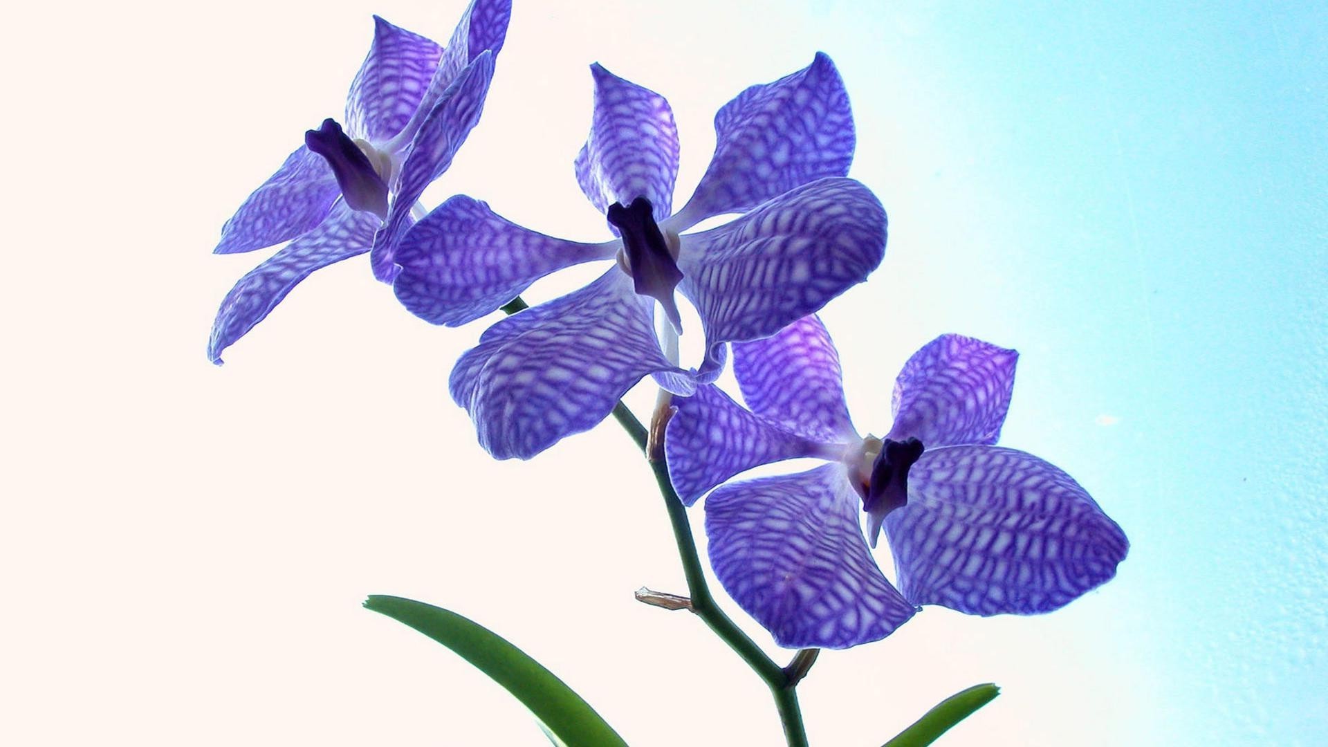 çiçekler doğa çiçek flora çiçek yaprak tropikal izole petal güzel bahçe parlak renk narin yaz dekorasyon masaüstü yakın çekim egzotik çiçek açan
