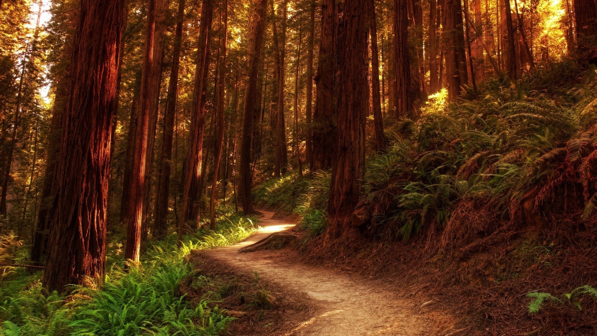 yaz ahşap doğa manzara ağaç rehberlik yol park ışık yaprak açık havada şafak vakti ayak izi sonbahar güzel hava seyahat zammı sequoia doğal çevre
