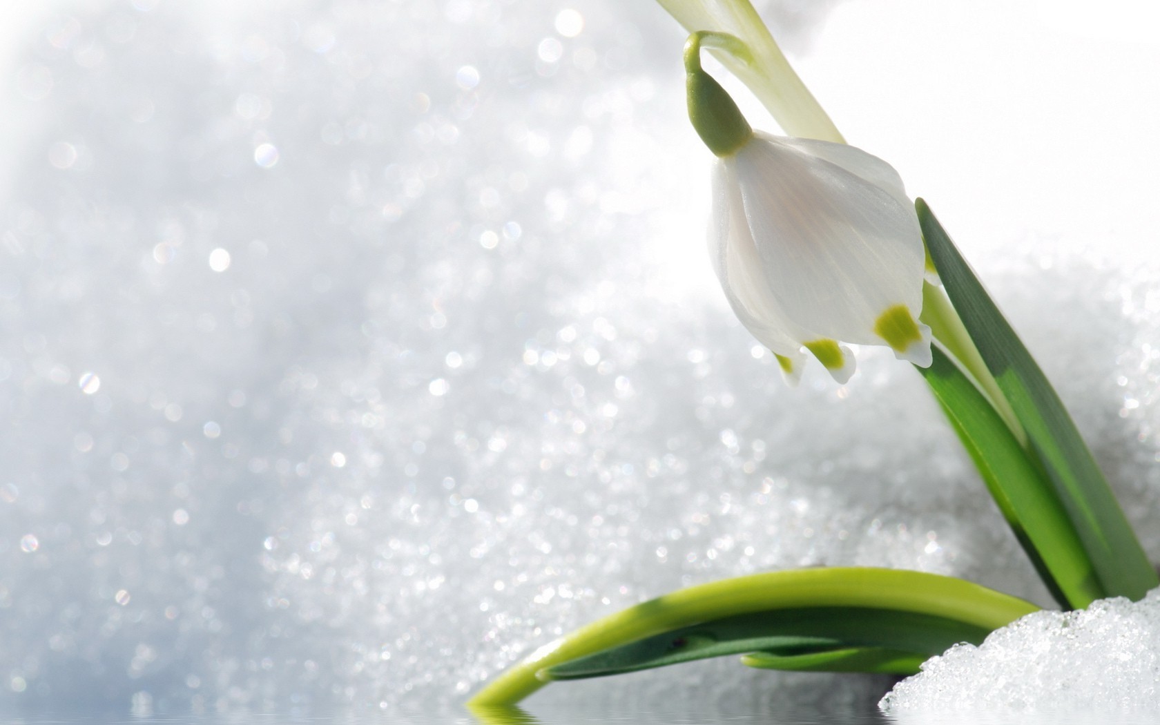 kış doğa çiçek flora yaprak kar saflık sezon düşme parlak paskalya büyüme