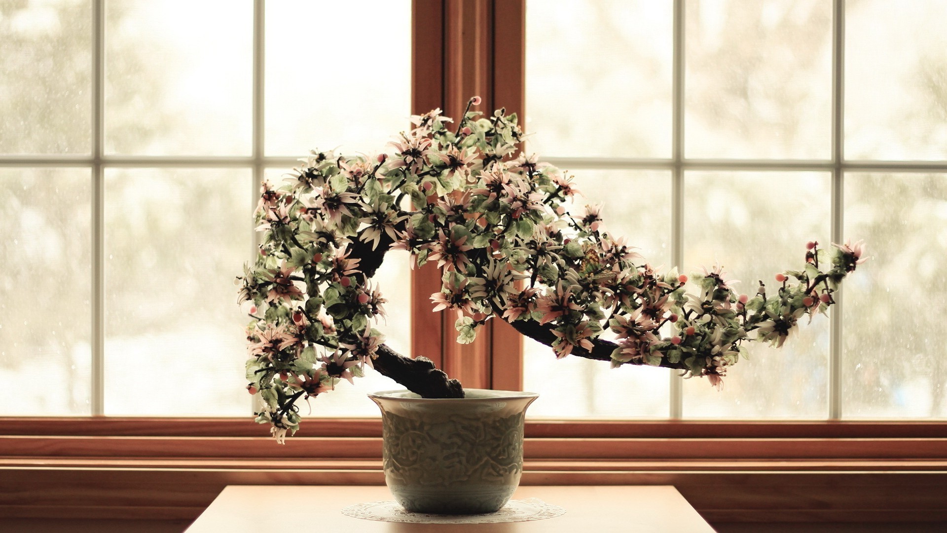 ağaçlarda çiçekler pencereler saksı çiçek kapalı ev houseplant vazo flora saksı mobilya bahçe dekorasyon veranda iç dizayn oda aile yaprak cam ekici
