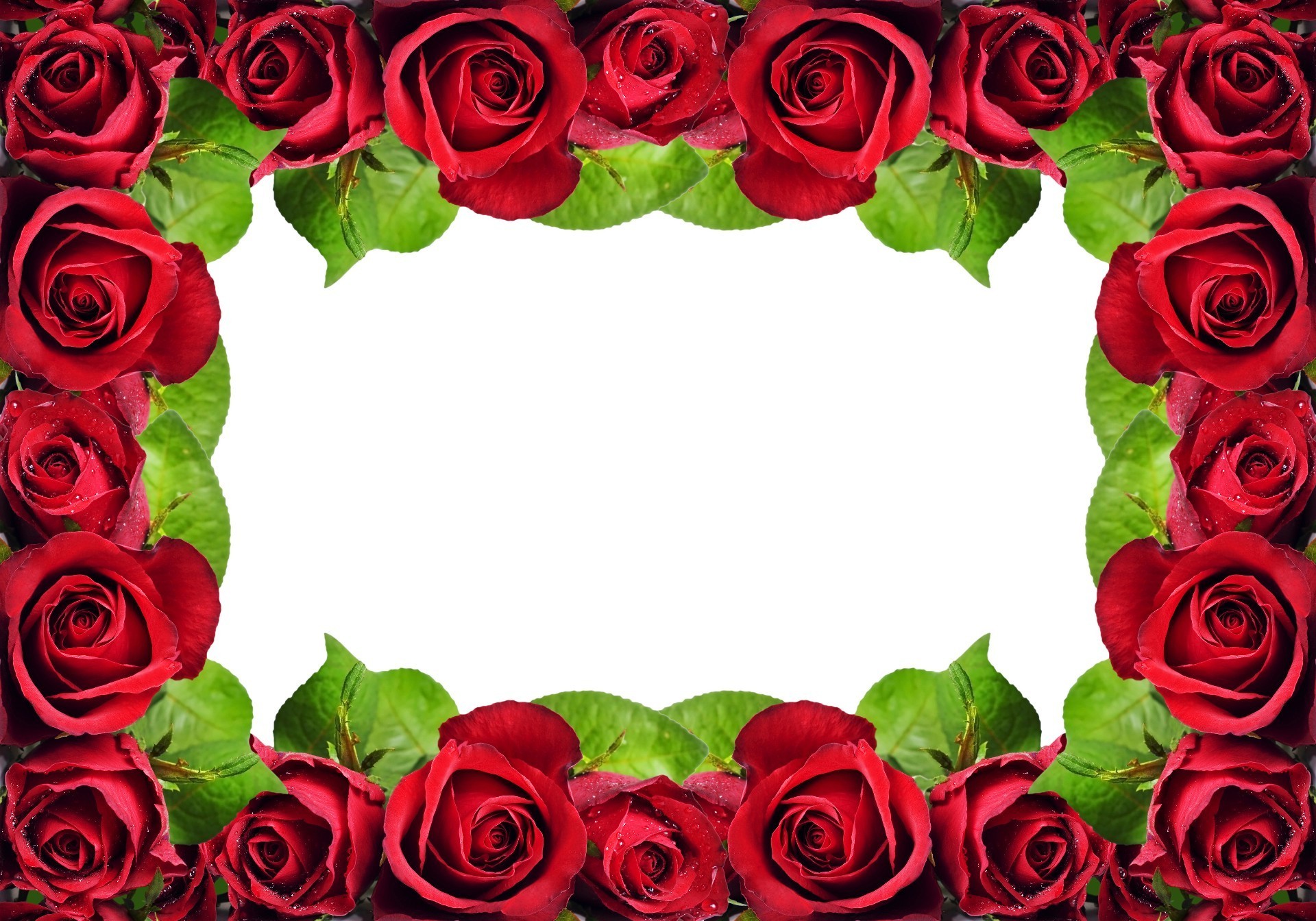 tatiller gül romantizm aşk çiçek buket taç yaprağı çiçek düğün yıldönümü romantik evlilik yaprak çiçeklenme hediye flora küme zarif süslemeler dostum doğum günü