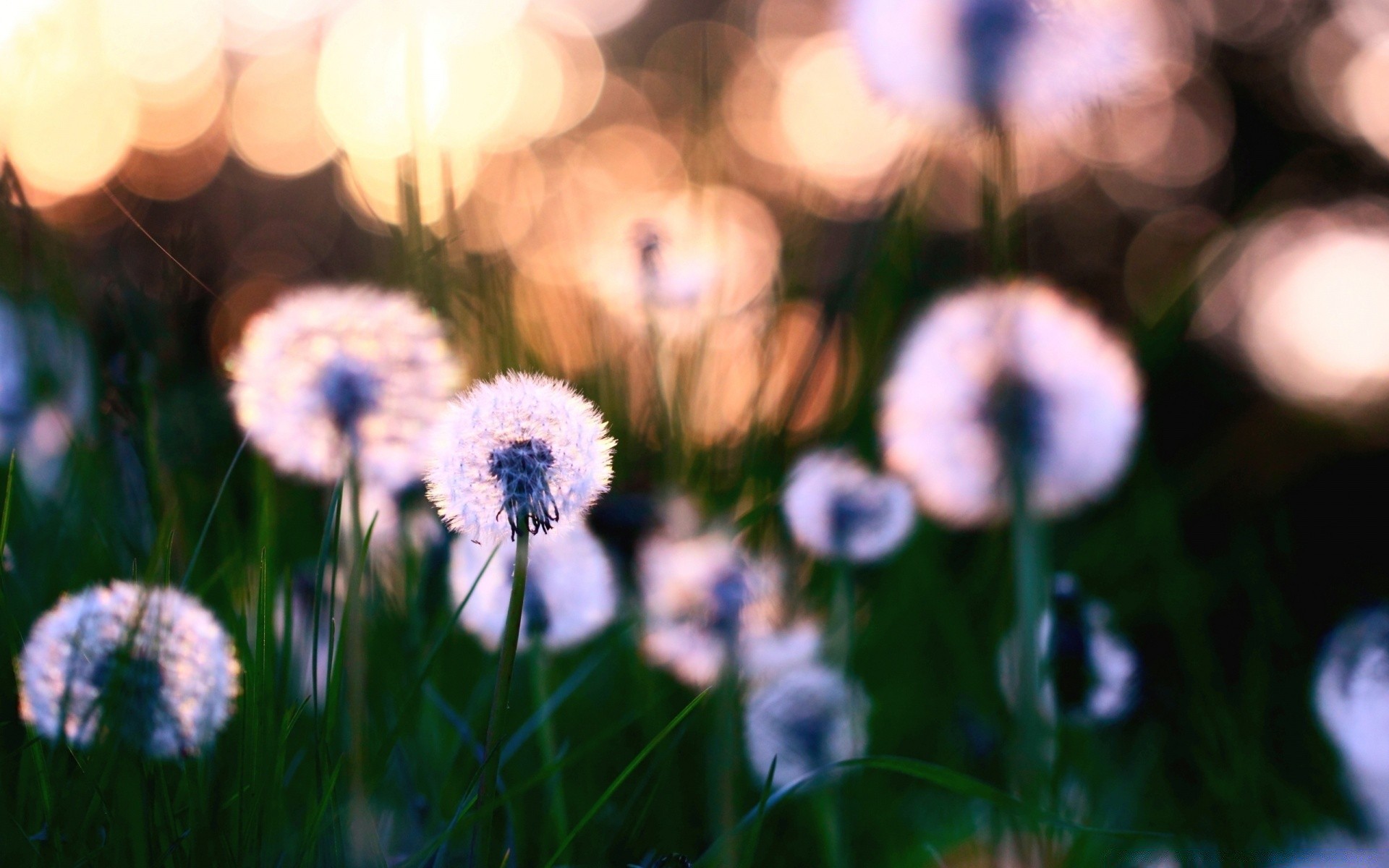 makro fotoğrafçılığı çimen çiçek doğa saman flora alan bahçe yaz açık havada renk parlak yaprak bulanıklık güzel hava