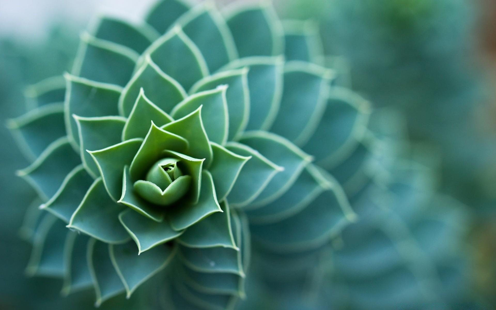 makro fotoğrafçılığı masaüstü doğa yaprak doku flora soyut desen renk yakın çekim