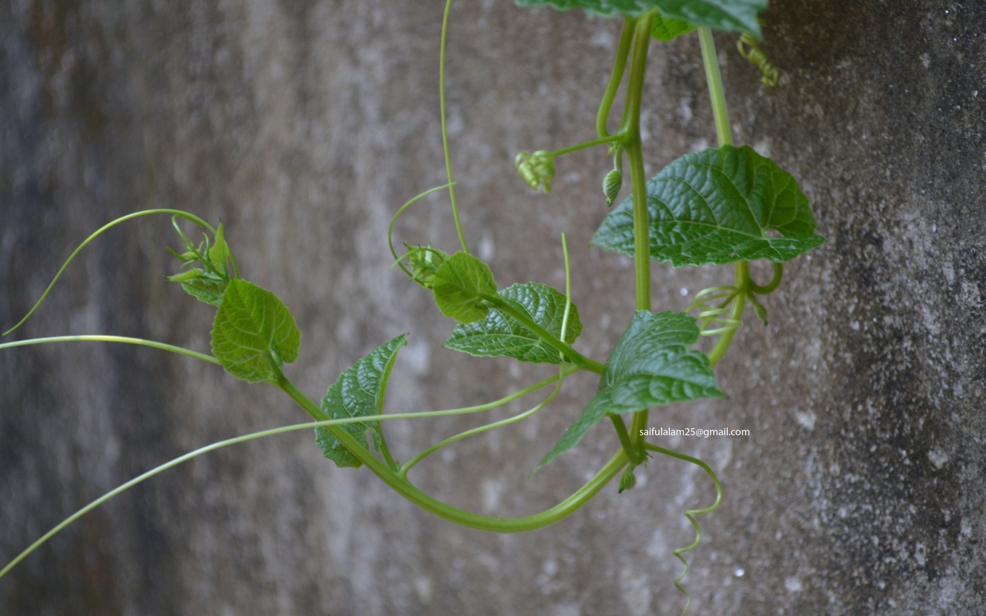 makro fotoğrafçılığı yaprak flora büyüme bahçe ortamlar çimlenme toprak doğa tarım yakın çekim kabuk çiçek sebze otlar yemek açık havada asma yaz