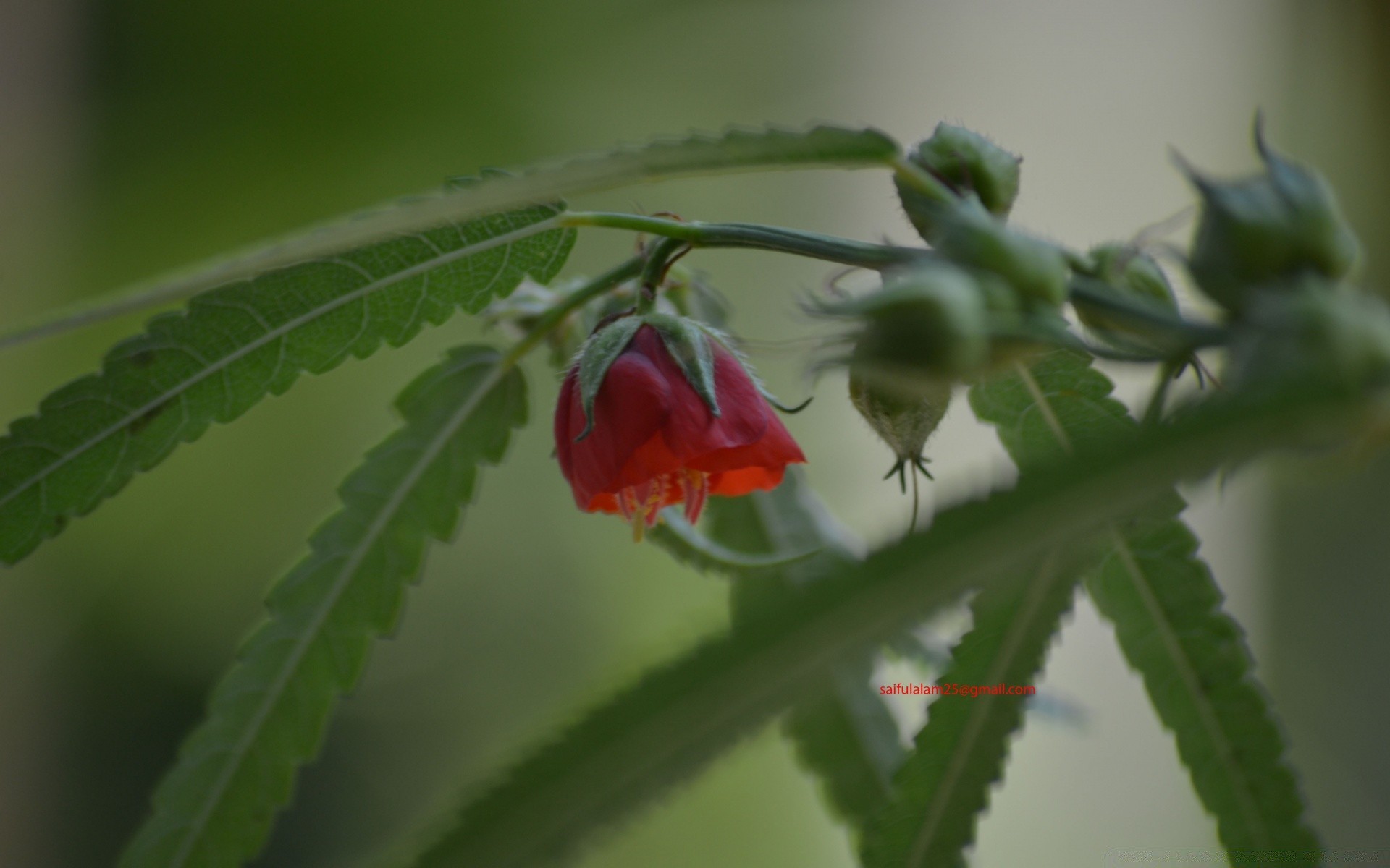 makro fotoğrafçılığı yaprak doğa çiçek flora bahçe açık havada kabuk yakın çekim renk