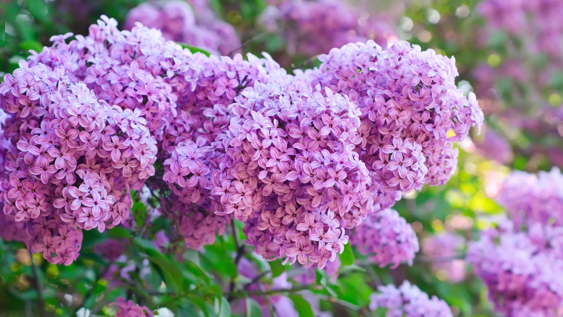 çiçek flora doğa bahçe çalı çiçek açan yaz yaprak lavanta çiçek büyüme renk sezon taçyaprağı parlak şube ağaç botanik açık havada