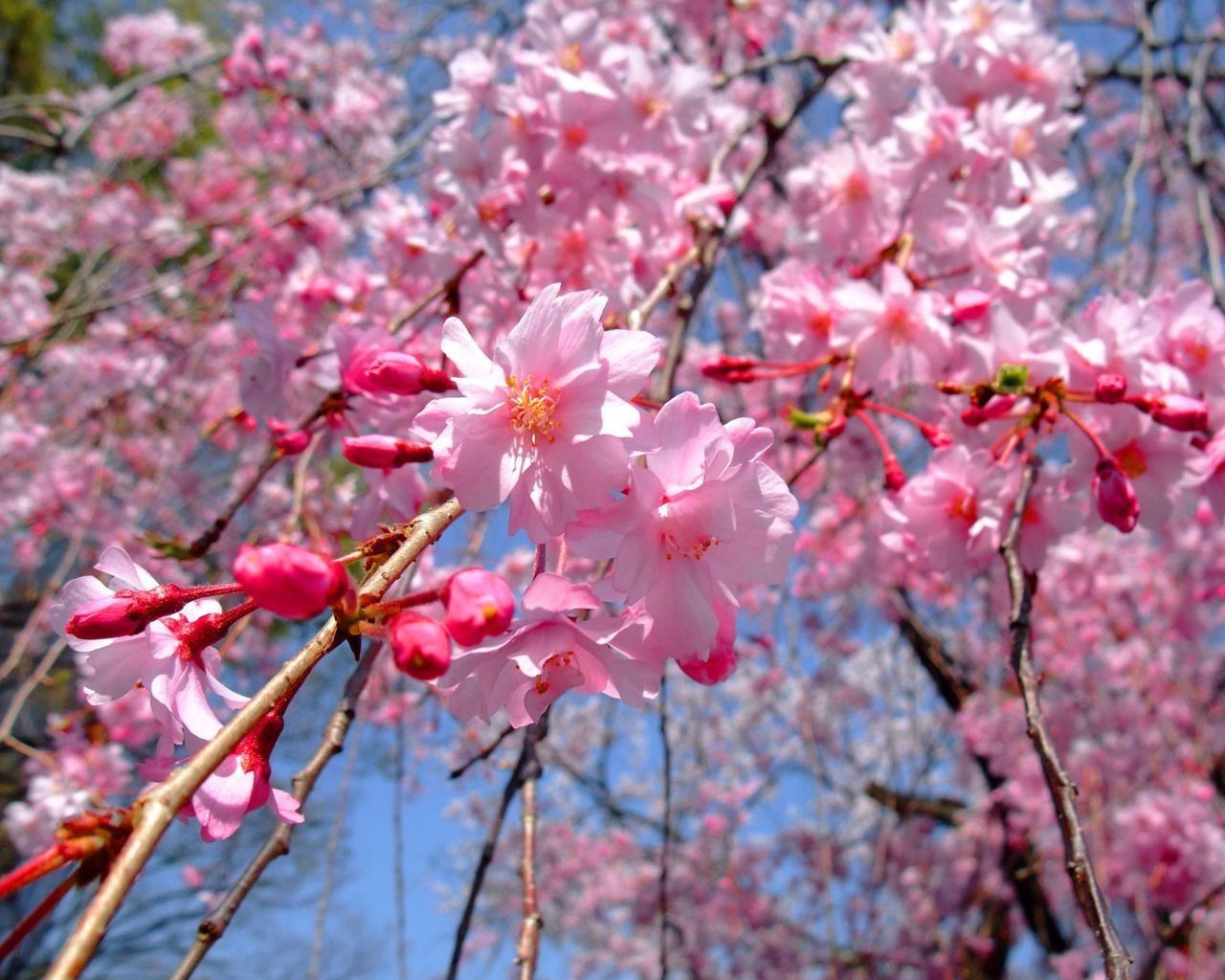kiraz çiçek şube ağaç flora doğa sezon çiçeklenme bahçe büyüme taçyaprağı yaprak bahar dostum açık havada park renk parlak çiçek