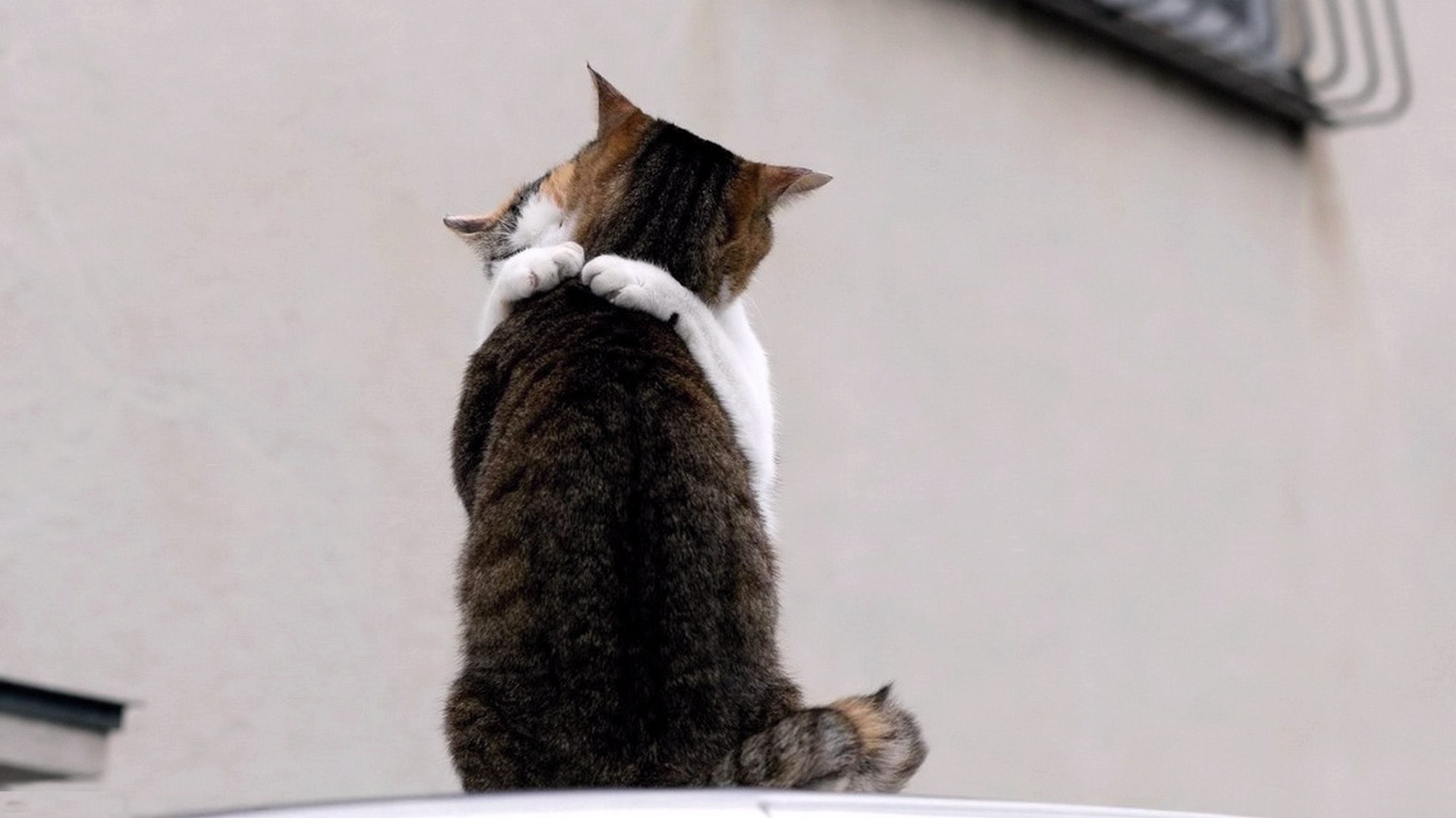 kedi memeli sevimli hayvan yavru kedi evde beslenen hayvan bir yerli kürk