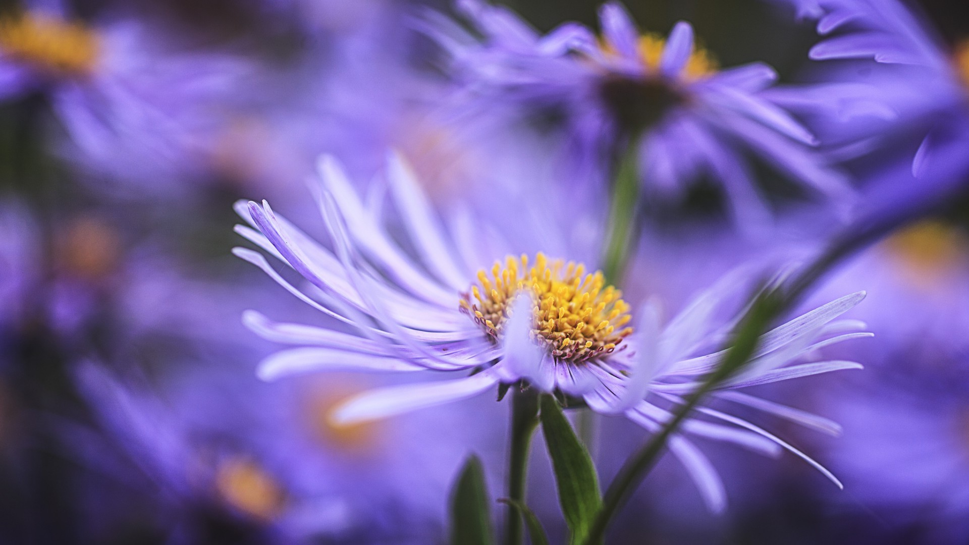 doğa çiçek flora yaz bahçe çiçek petal parlak yaprak renk çiçek açan yakın çekim güzel açık havada narin