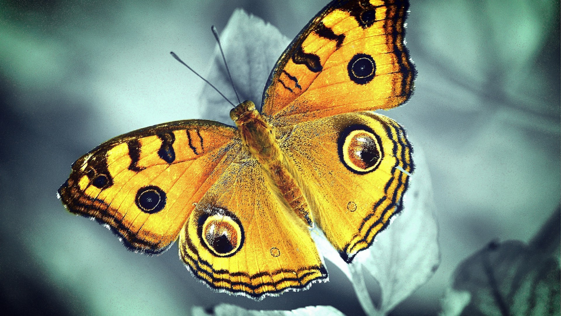kelebek böcek doğa omurgasızlar yaban hayatı hayvan kanat hükümdar açık havada lepidoptera güve renk yaz biyoloji bahçe vahşi sinek güzel