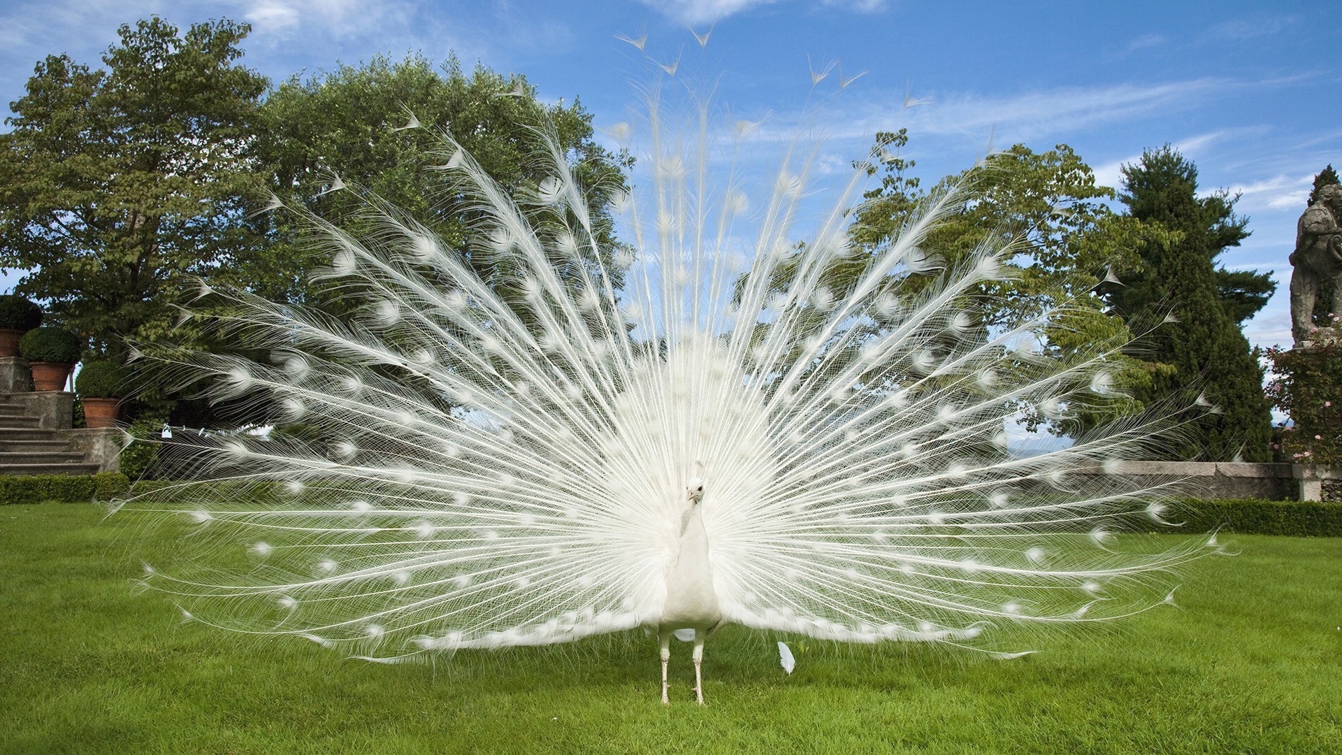 doğa çimen park açık havada güzel yaz bahçe parlak gökyüzü flora çim