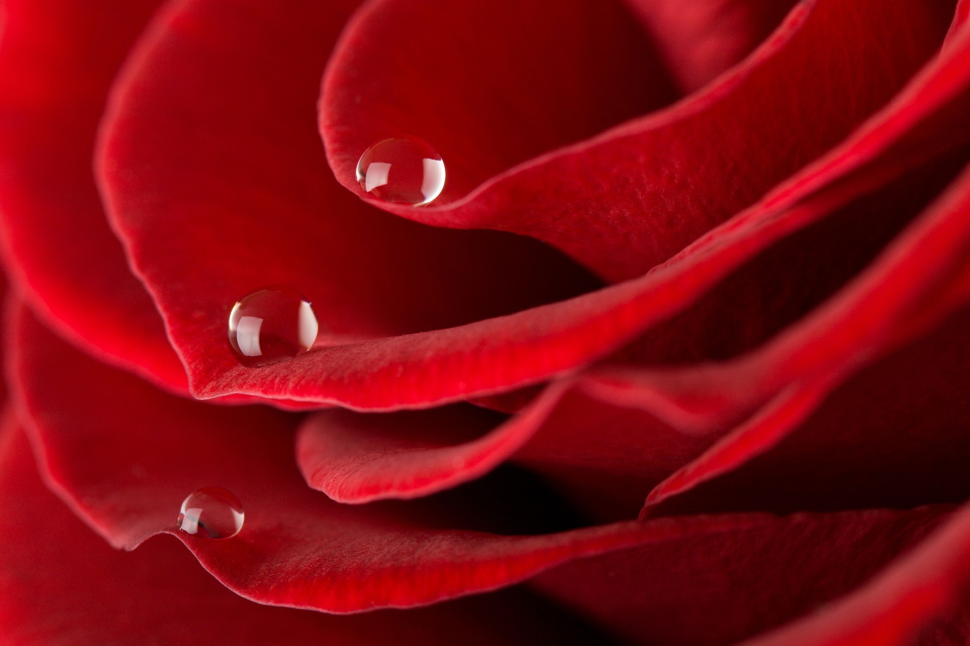 gül aşk romantizm çiçek taçyaprağı romantik çiçeklenme ihale yıldönümü botanik doğa flora hediye güzel bahçe renk aşk çiy çiçek