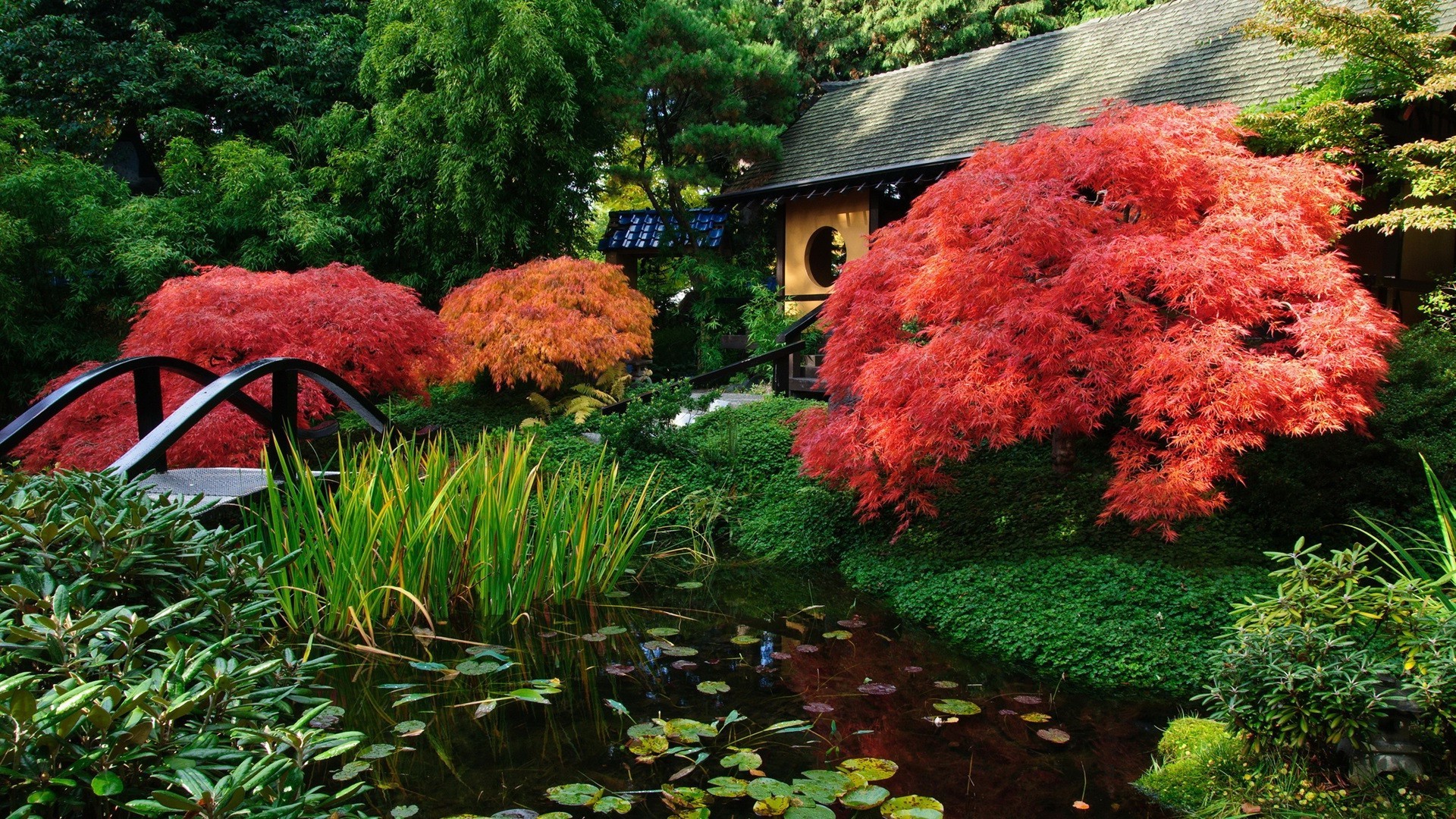 yaprak bahçe ağaç sonbahar park ahşap doğa açık havada çiçek manzara sezon