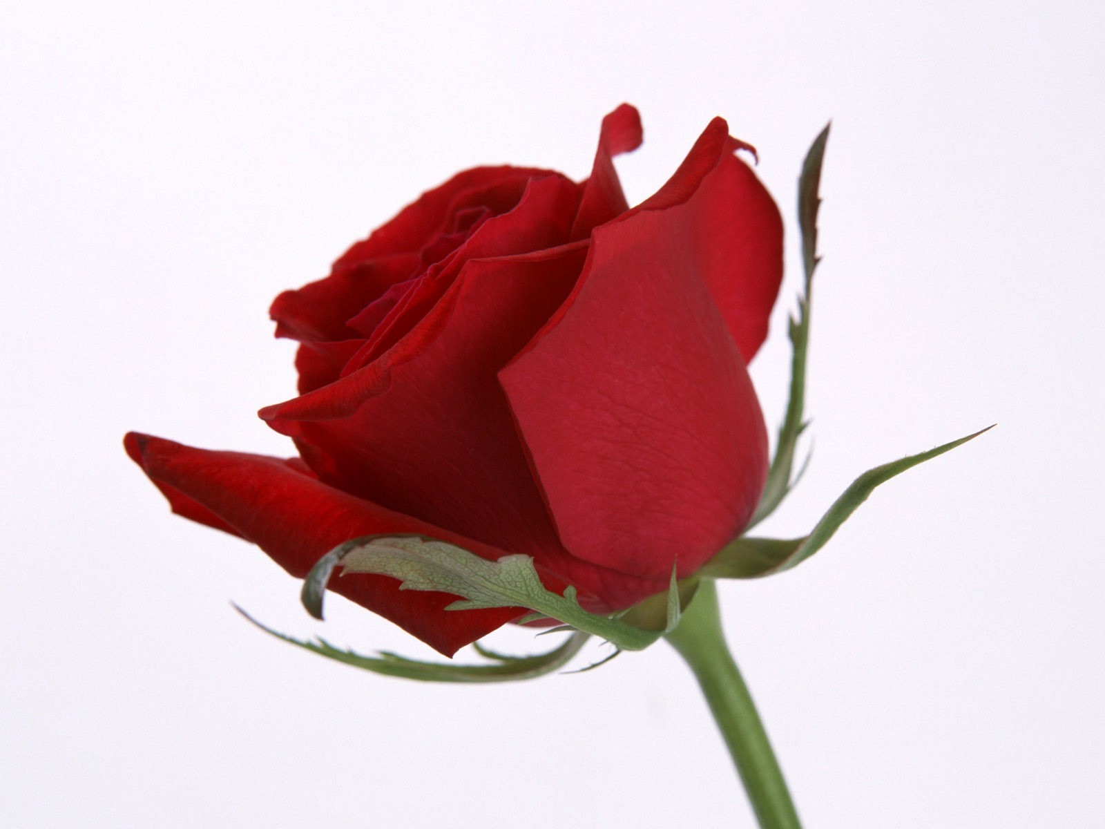 çiçek gül aşk romantizm doğa çiçek düğün hediye petal flora yıldönümü buket yaprak dostum romantik renk yaz çiçeklenme doğum günü