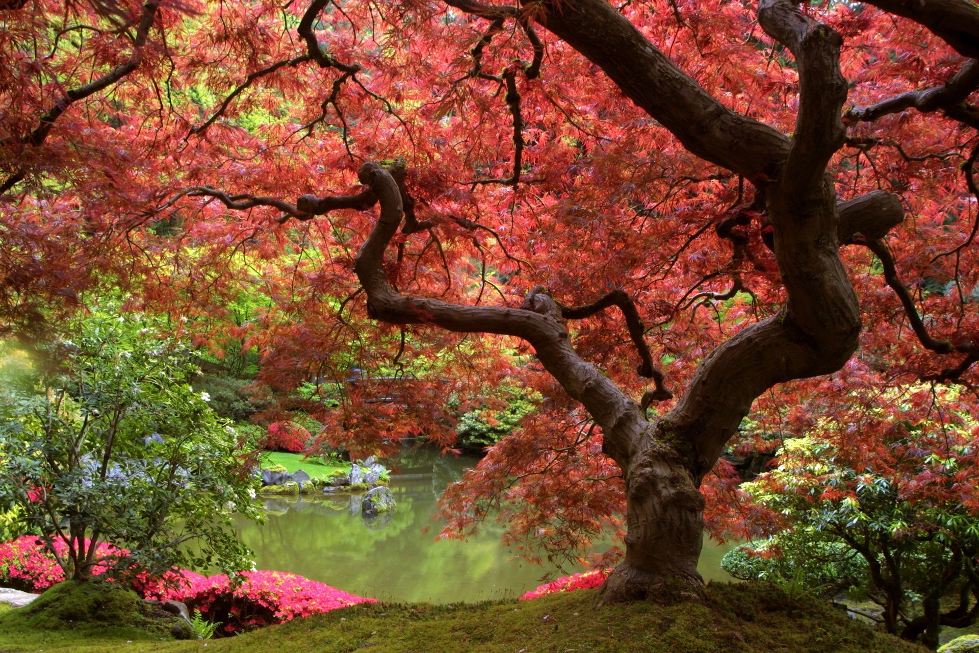 ağaç yaprak sonbahar park akçaağaç şube doğa sezon manzara ahşap bahçe açık havada renk çiçek flora çevre dostu doğal