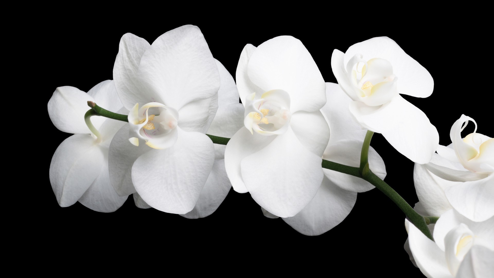 çiçek flora güzel doğa petal çiçek açan çiçek tropikal renk bahçe egzotik parlak yaprak kabuk phalaenopsis zarif botanik orkide yakın çekim narin