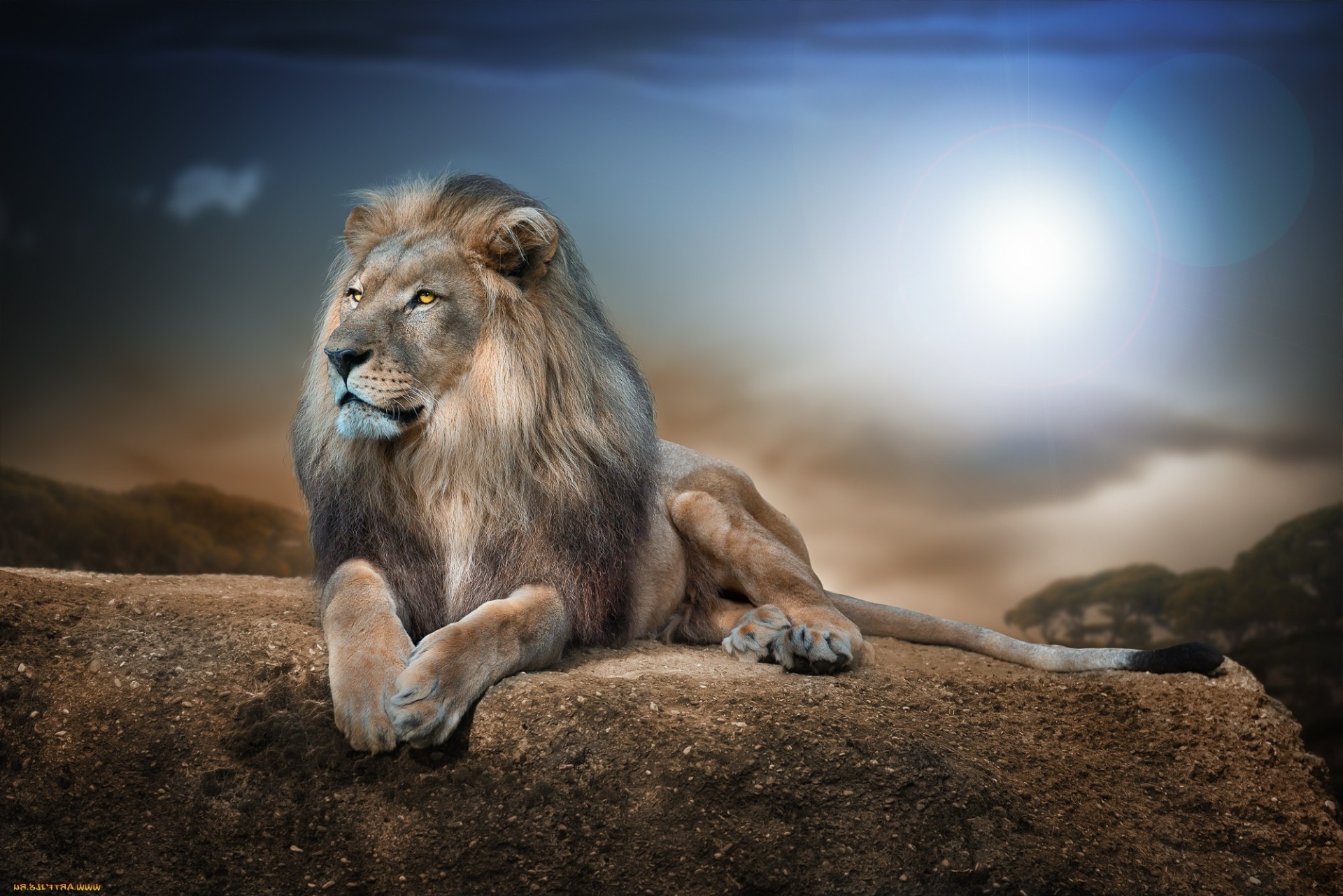 memeli aslan yaban hayatı