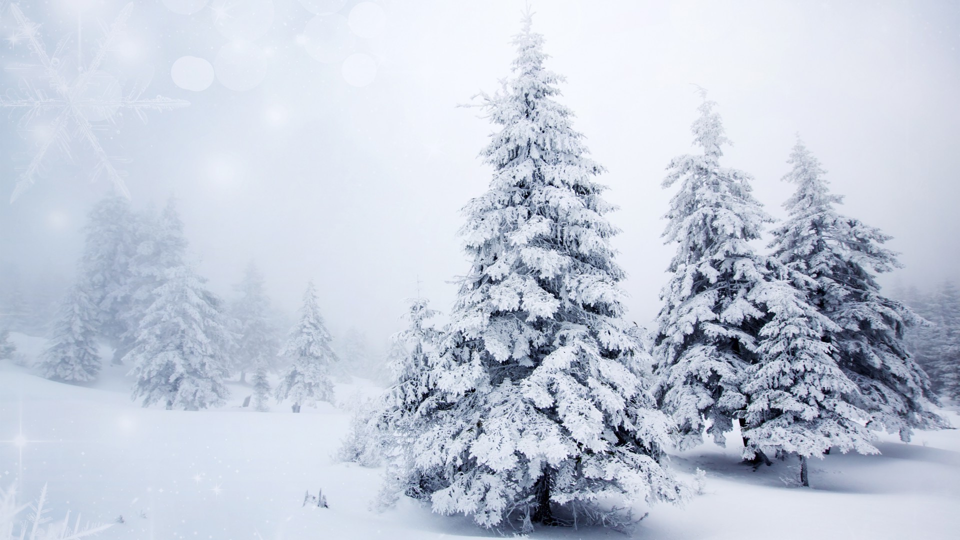 kar kış frost soğuk donmuş buz ahşap ağaç hava durumu sezon noel çam karlı ayaz kar fırtınası köknar manzara köknar