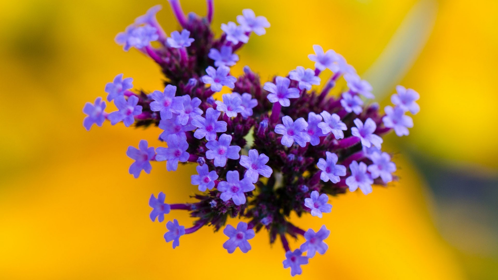 çiçek doğa flora çiçek bulanıklık bahçe yaz yaprak renk çiçeklenme