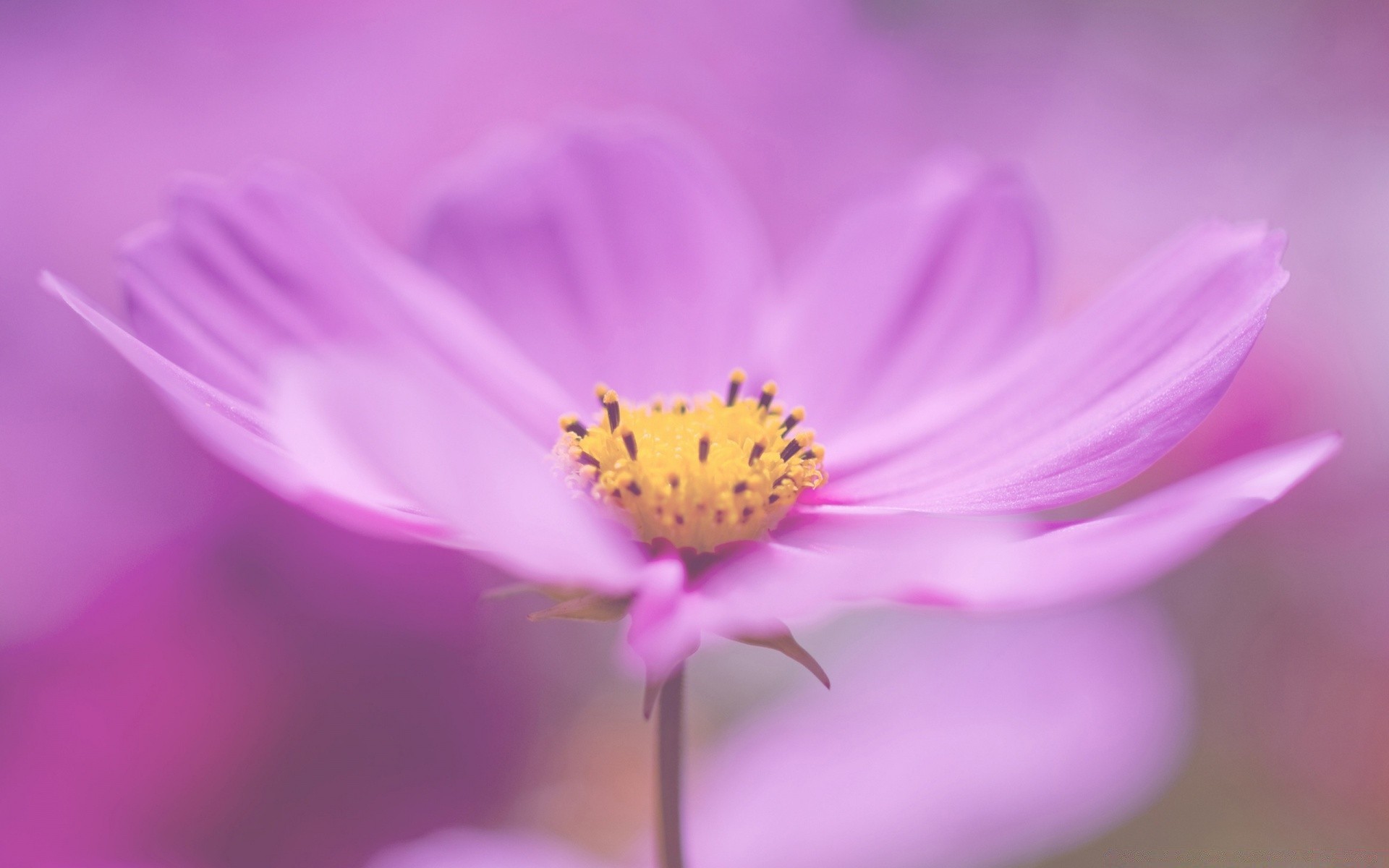 makro fotoğrafçılığı doğa çiçek flora yaz yaprak parlak petal bulanıklık renk