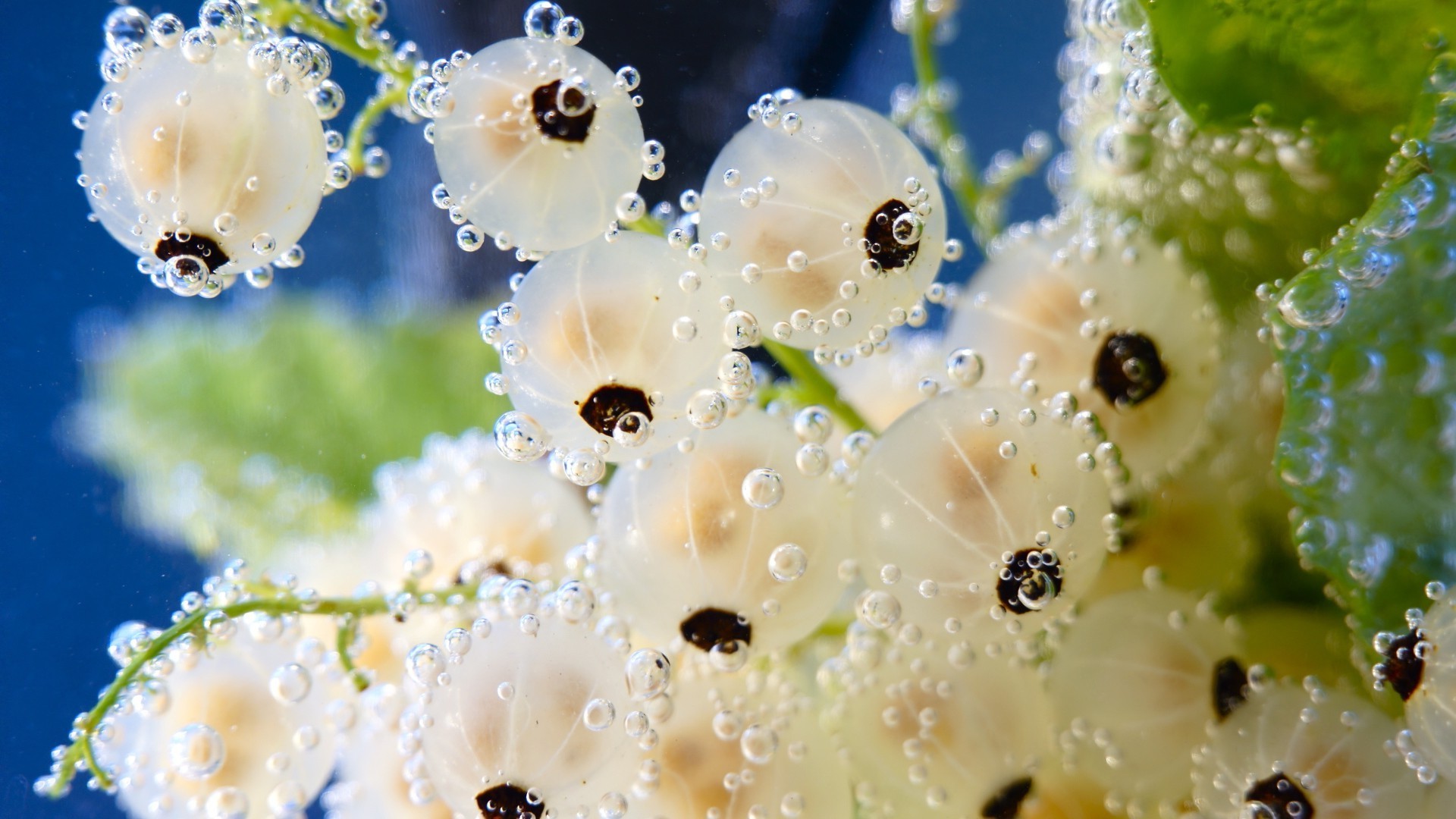 doğa çiçek yağmur damla dekorasyon çiy su yaz