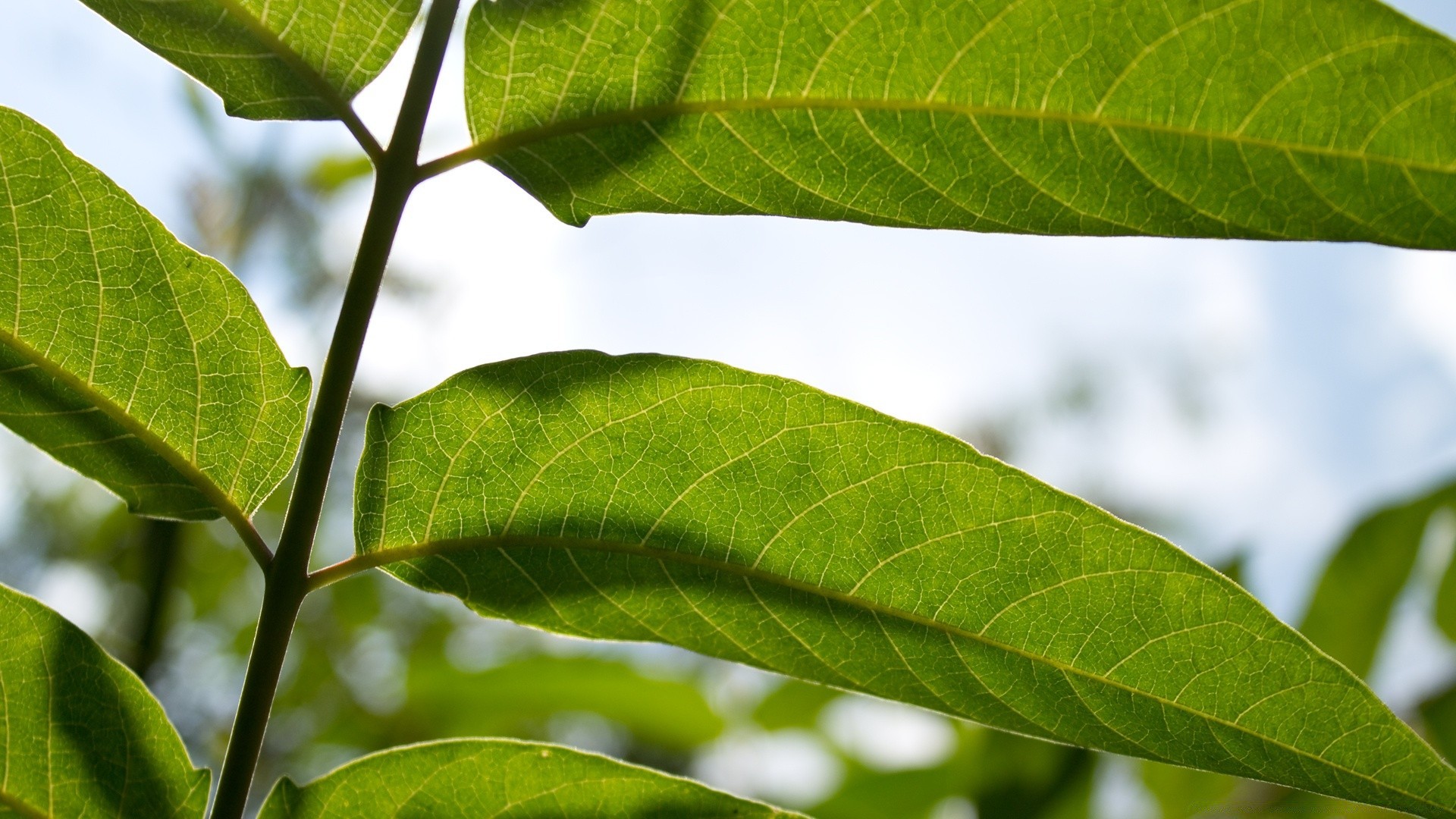 makro fotoğrafçılığı yaprak flora doğa büyüme yakın çekim yaz bahçe ortamlar tarım ağaç ekoloji şube tazelik yemek yemyeşil parlak yanında yağmur