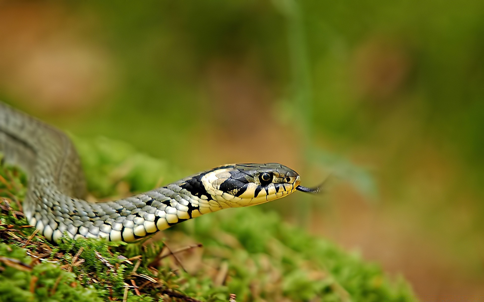 sürüngenler ve kurbağalar yılan gazoo yaban hayatı doğa hayvan viper damar zehir boa zooloji piton tehlike vahşi herpetoloji ölümcül kayma askıya alma açık havada kobra