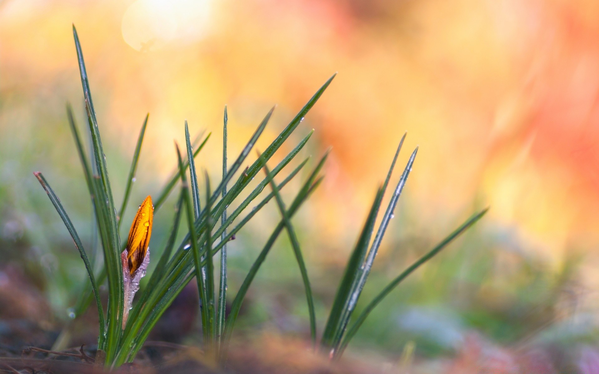 makro fotoğrafçılığı doğa çimen yaprak açık havada yaz bulanıklık flora çiçek büyüme güzel hava koşulları bahçe parlak alan güneş