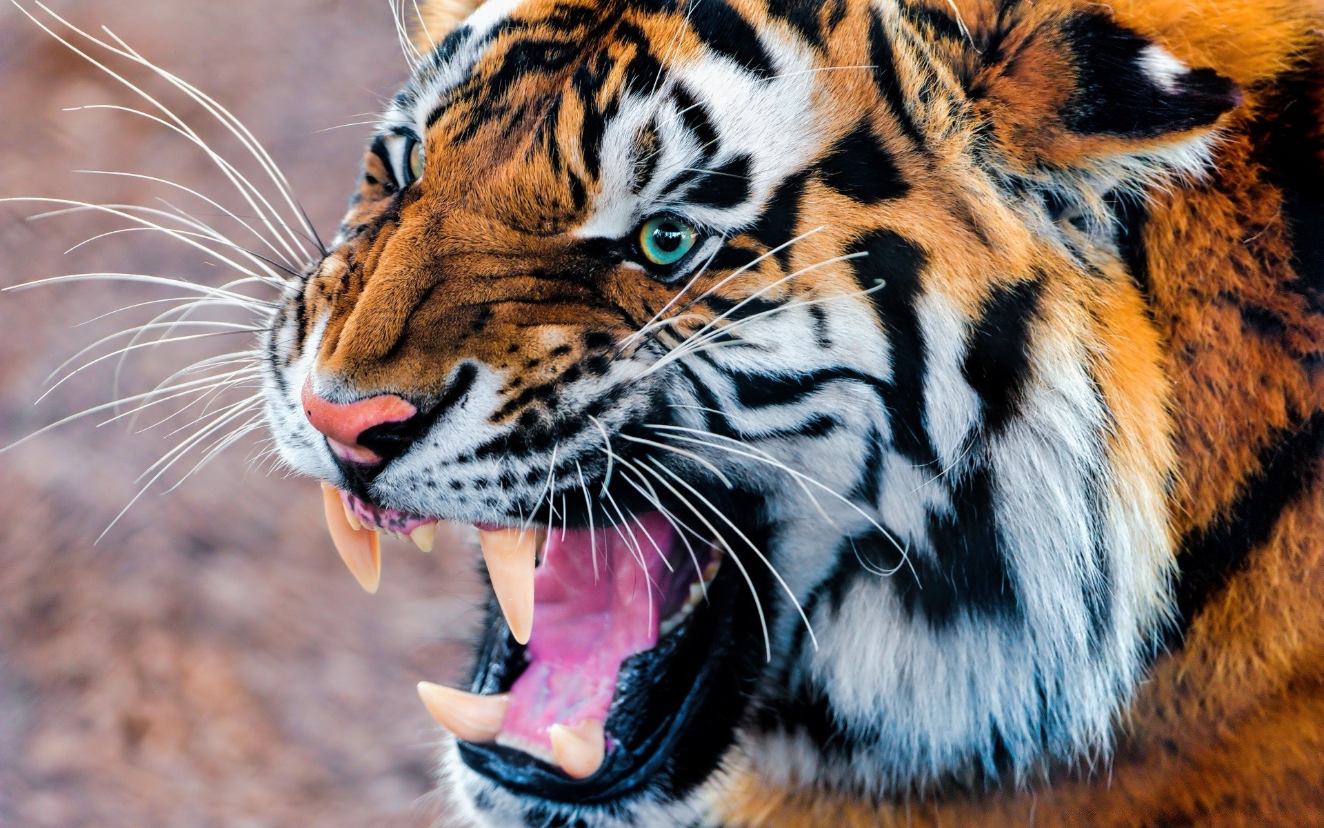 hayvanlar kaplan yaban hayatı kedi hayvanat bahçesi hayvan memeli yırtıcı hayvan safari şerit vahşi et yiyen avcı saldırganlık kürk orman kızgın avlanma seyir doğa büyük
