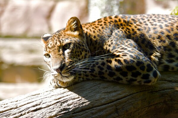 Leopar düşmüş bir ağacın üzerinde yatıyor, yırtıcı hayvan
