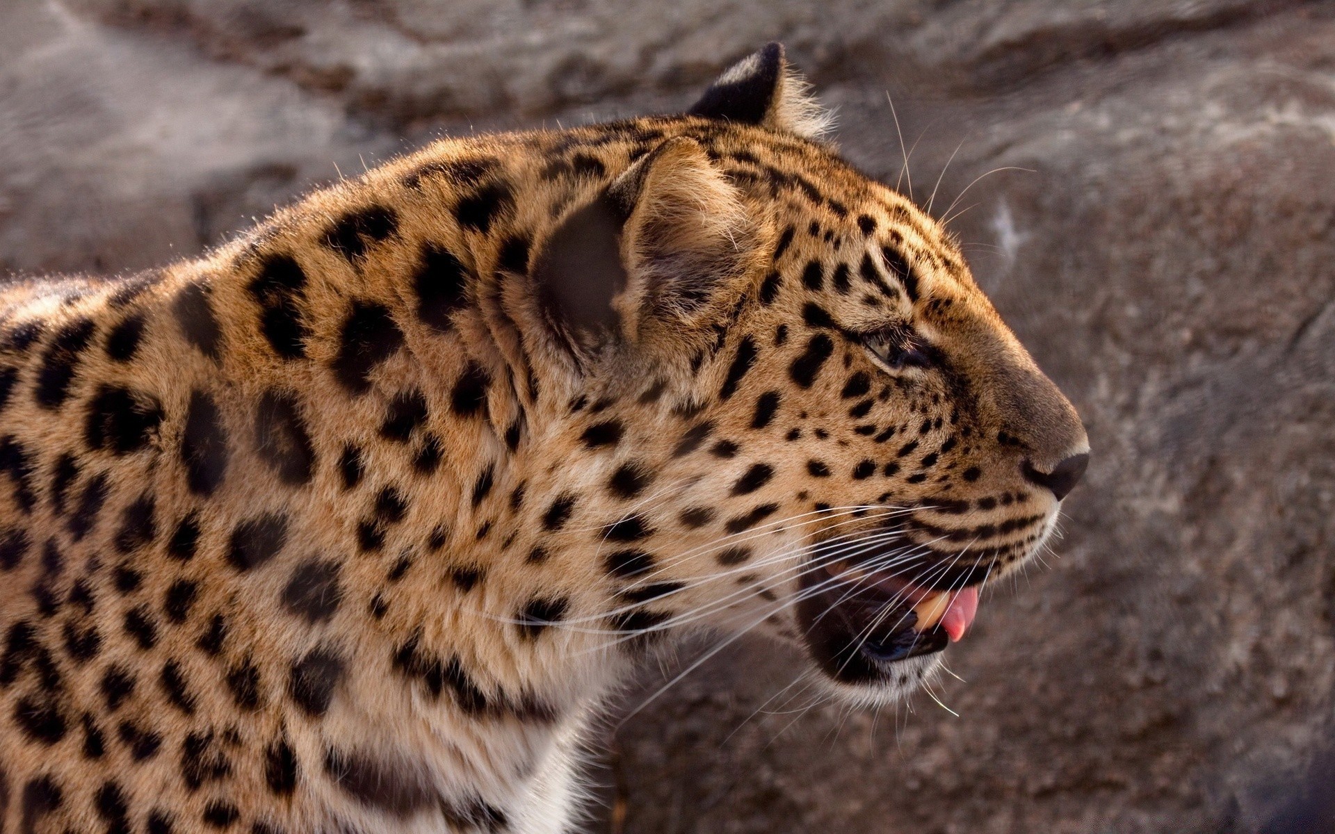 hayvanlar yaban hayatı kedi leopar yırtıcı hayvan memeli hayvanat bahçesi safari doğa hayvan vahşi kürk avcı tehlike büyük et yiyen