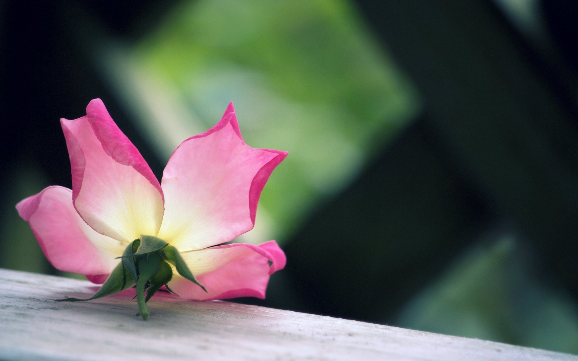 makro fotoğrafçılığı çiçek doğa yaprak bahçe flora yaz
