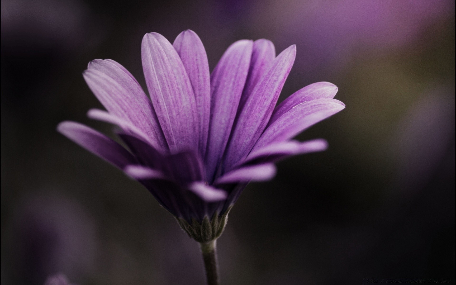 makro fotoğrafçılığı doğa çiçek flora bahçe yaz petal çiçek açan yaprak parlak renk çiçek büyüme narin