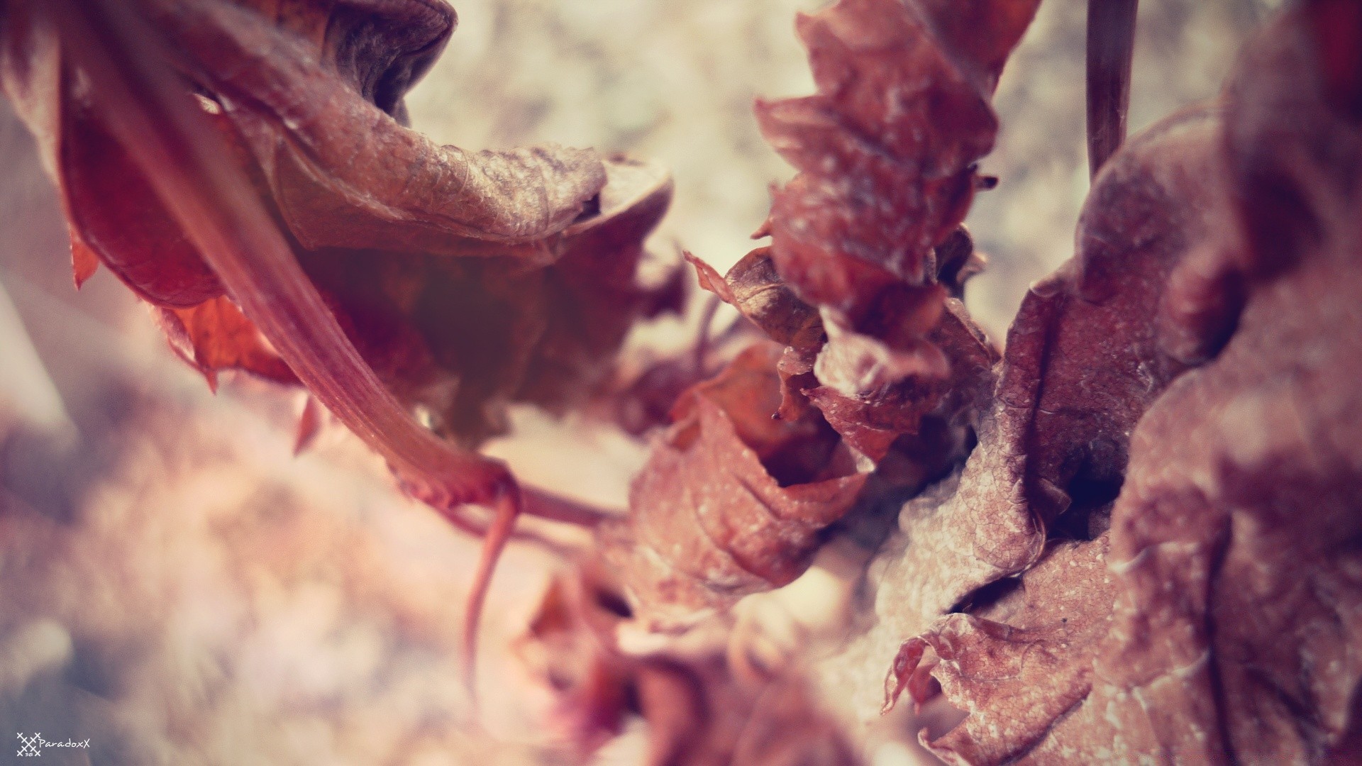 makro fotoğrafçılığı doğa açık havada yaprak sonbahar bulanıklık flora çiçek