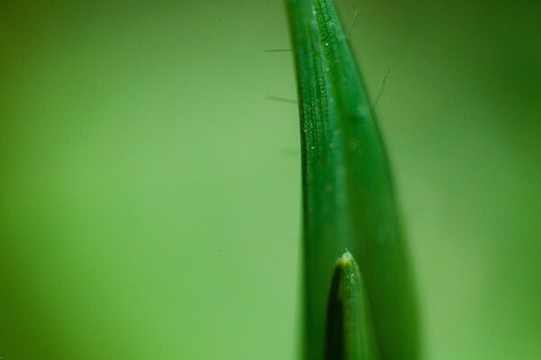 Bitkinin yeşil yaprağında çiy