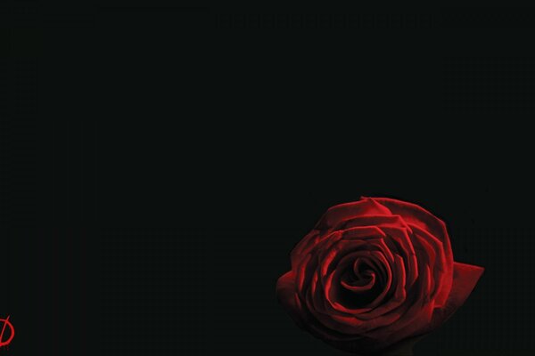 Siyah zemin üzerine kırmızı gül çiçeği