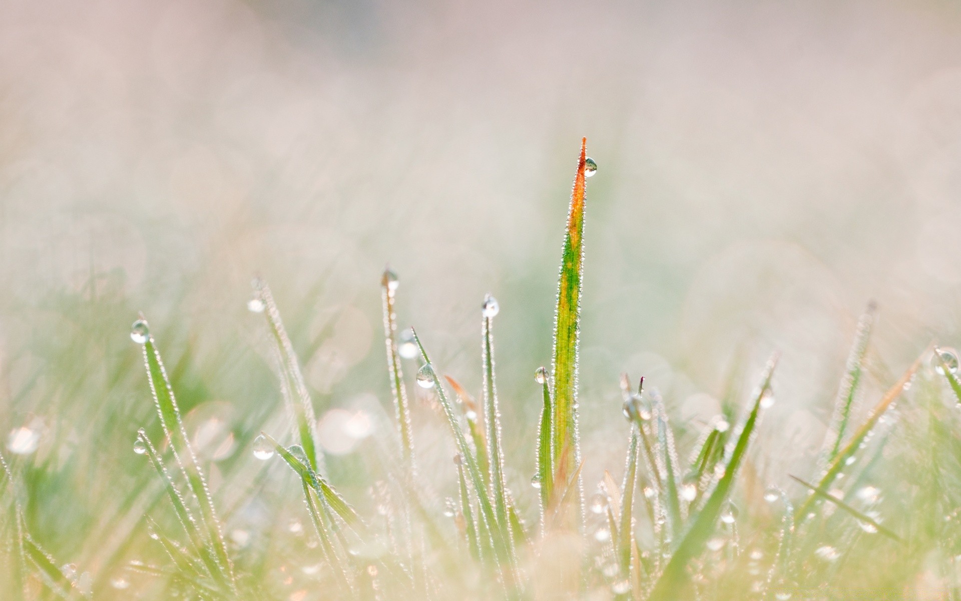 makro fotoğrafçılığı çimen doğa yağmur çiy büyüme yaz şafak güneş flora yaprak ortamlar alan düşme açık havada saman ağacı bahçe güzel hava çiçek kırsal