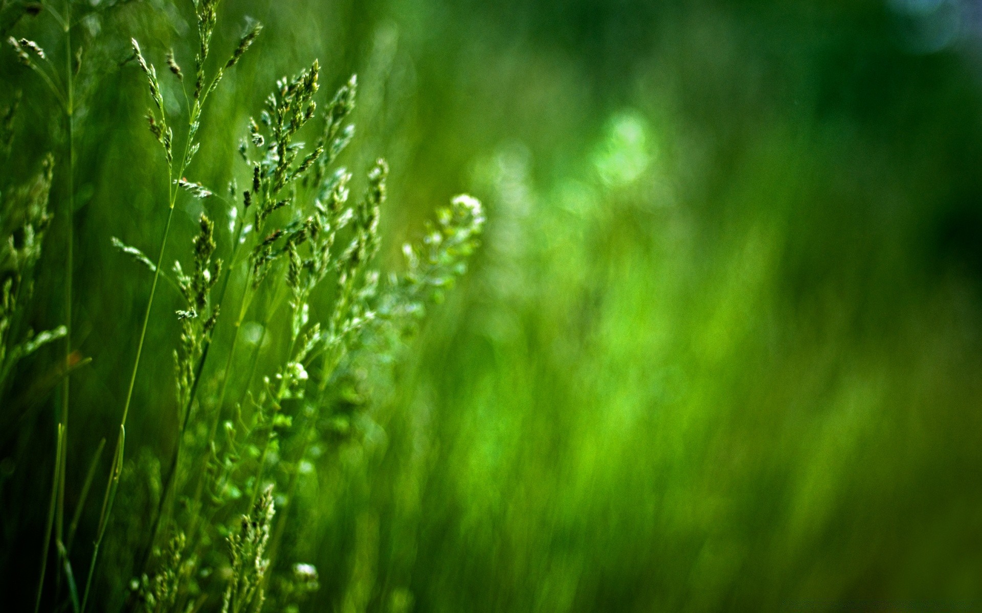 makro fotoğrafçılığı çimen yaprak büyüme doğa çiy yağmur yemyeşil flora bulanıklık yaz şafak bahçe açık havada düşme çim çevre güzel hava parlak güneş