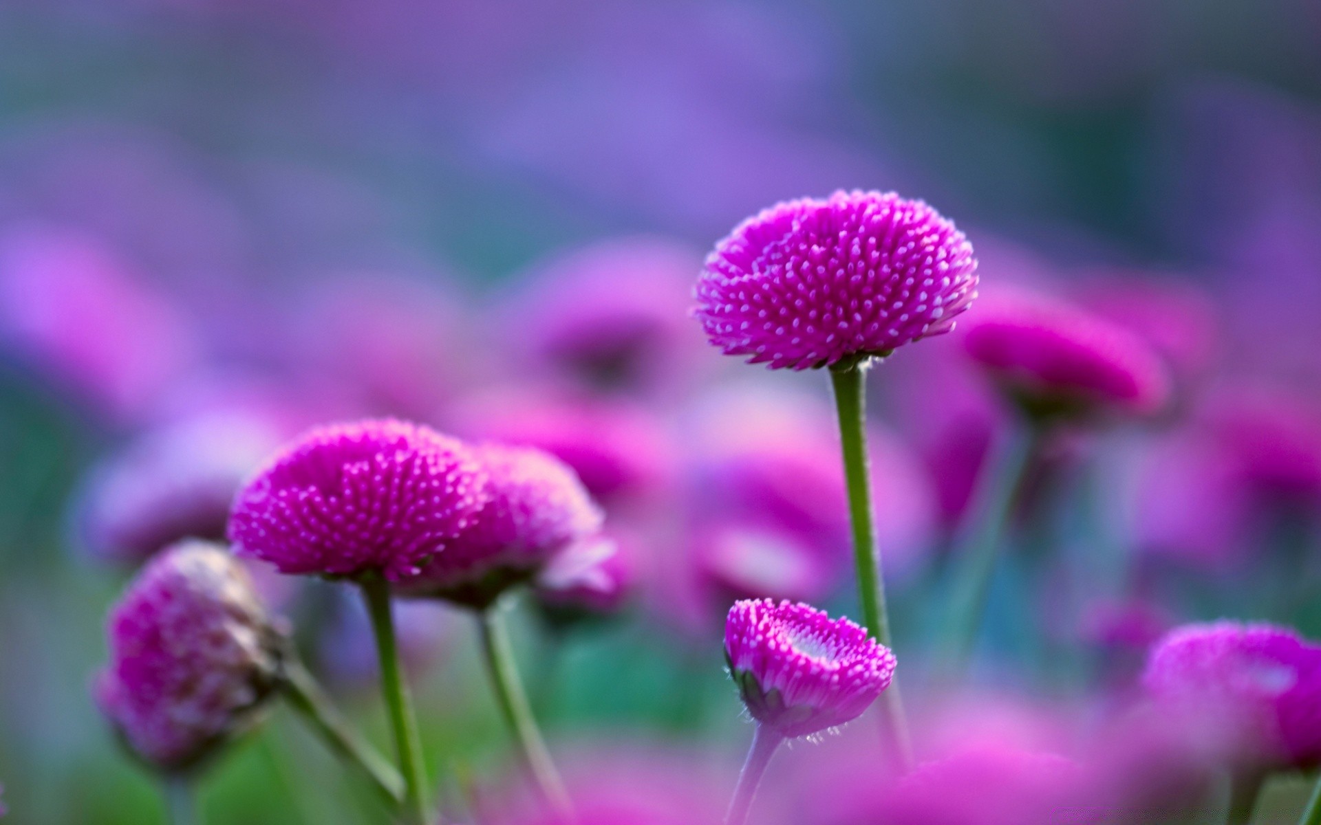çiçekler doğa çiçek flora yaz bahçe yaprak parlak çiçek renk taçyaprağı açık havada sezon büyüme alan çiçeklenme yakın çekim saman çimen