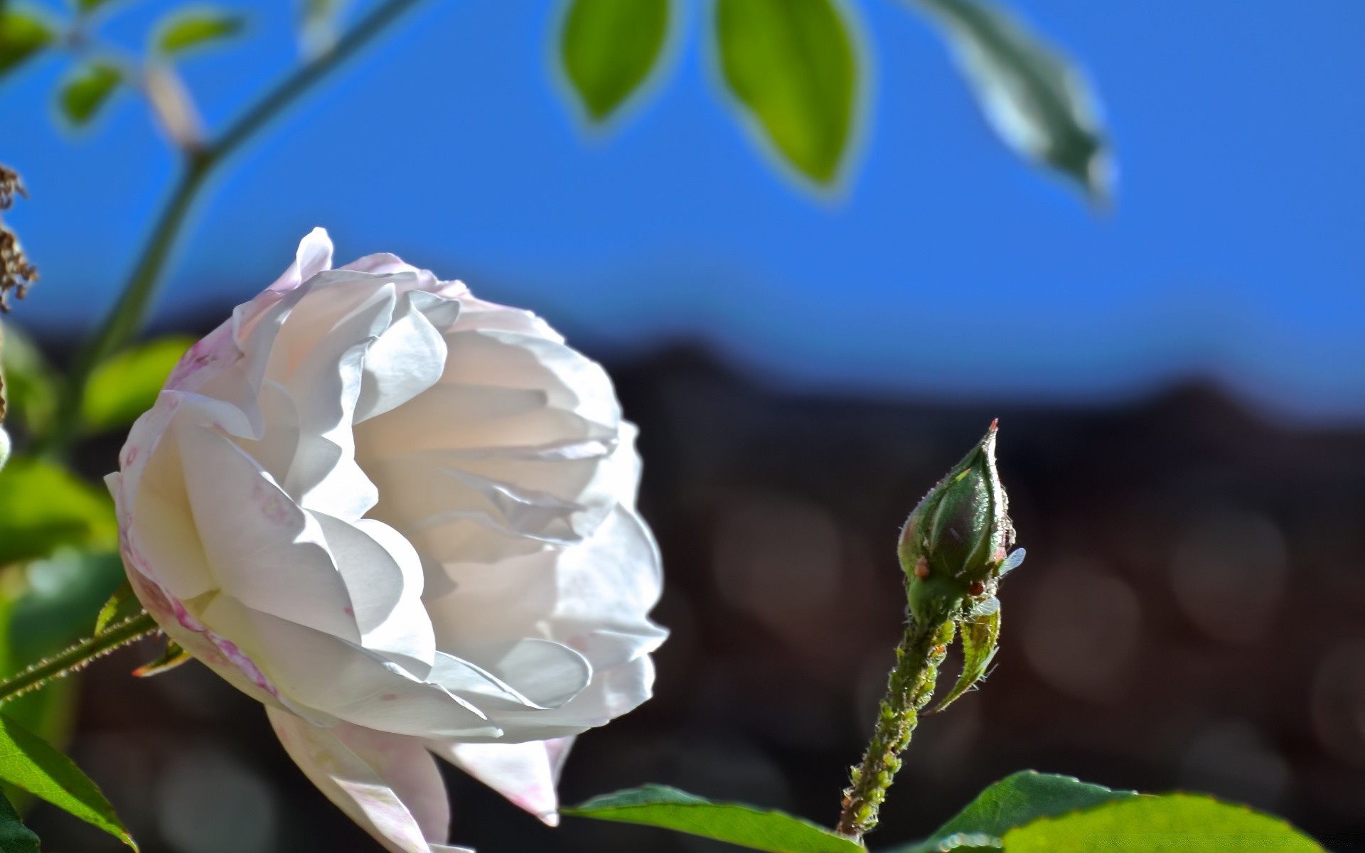 makro fotoğrafçılığı çiçek doğa yaprak flora gül bahçe yaz güzel romantizm çiçek aşk renk taçyaprağı parlak çiçeklenme açık havada düğün romantik büyüme