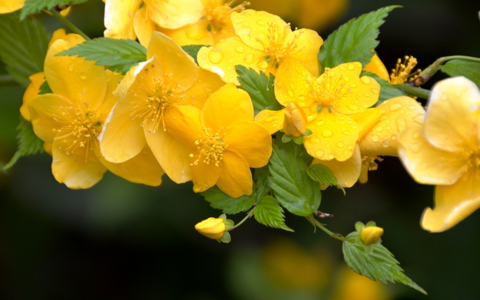 çiçekler yaprak doğa flora çiçek bahçe yaz büyüme çiçek çiçek açan parlak sezon renk petal açık havada şube yakın çekim